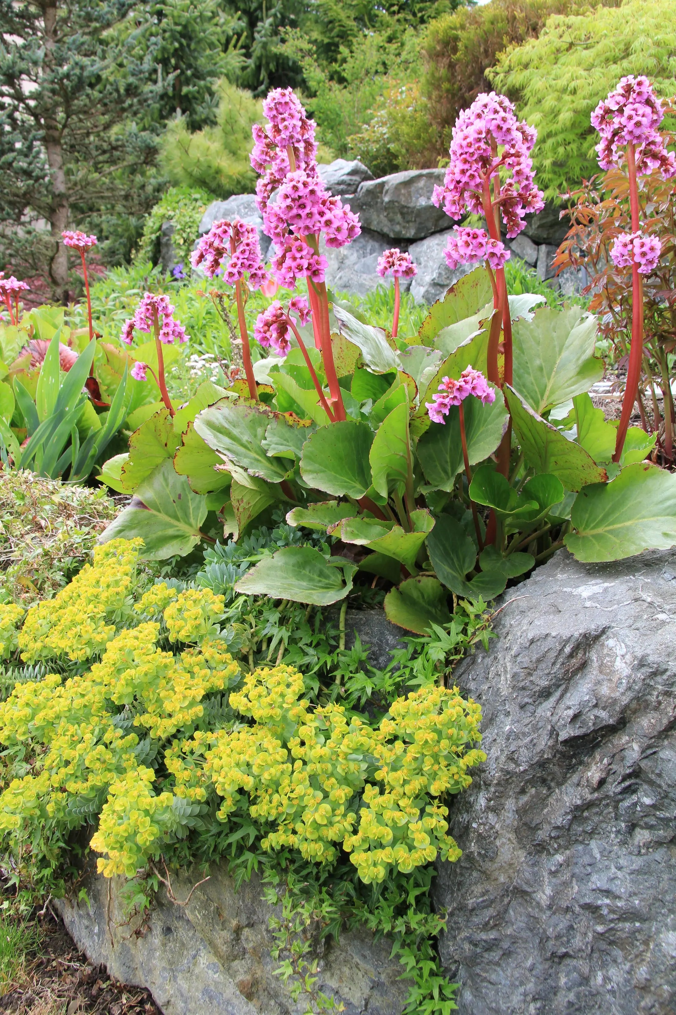 Bergenia cordifolia 'David' Staude mit großen grünen, herzförmigen Blättern und rosa Blüten, im Garten.