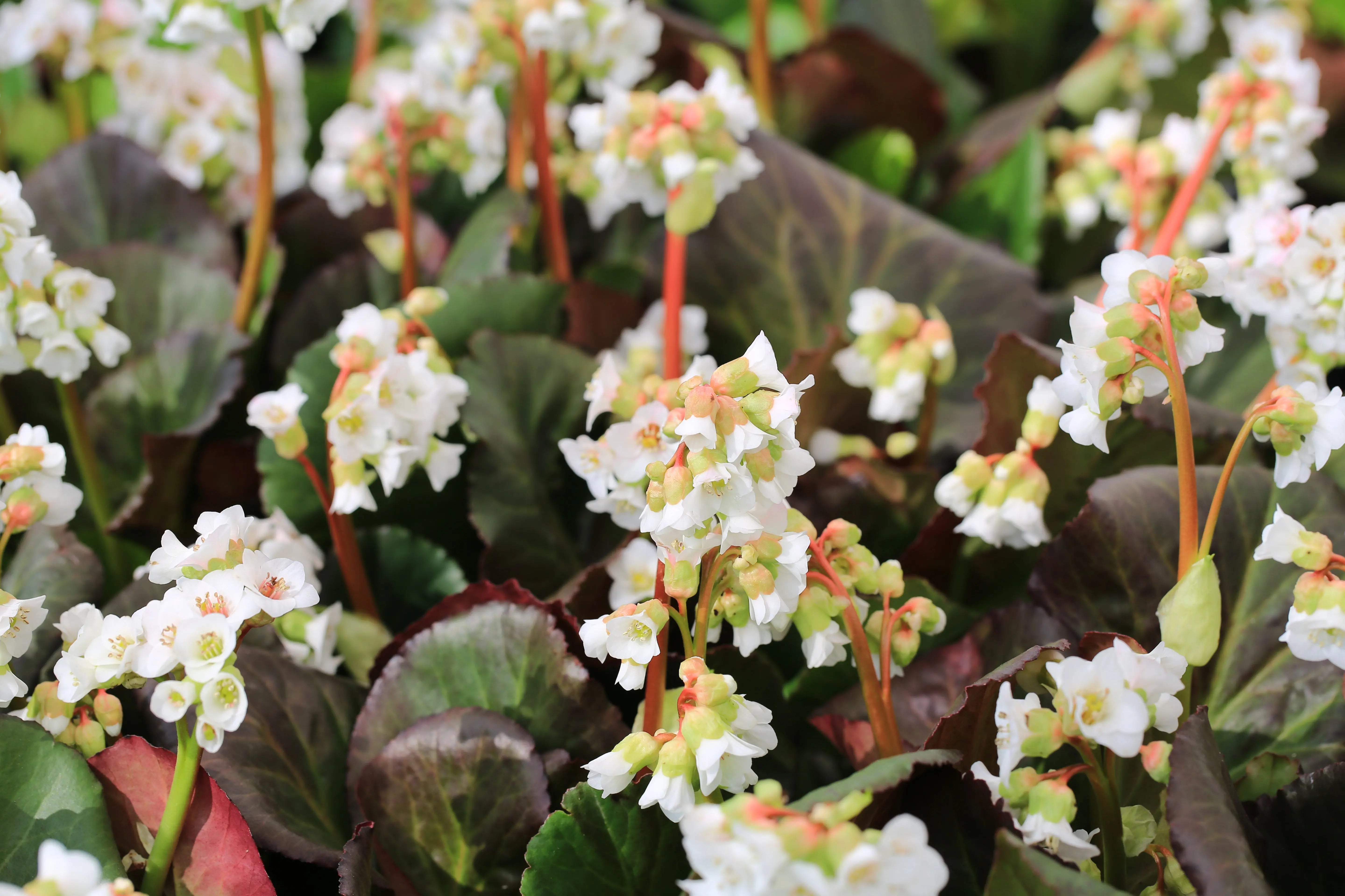 Bergenia cordifolia 'Silberlicht', Staude mit silbernen Blättern und pinken Blüten, im Garten, von Stauden Gänge.