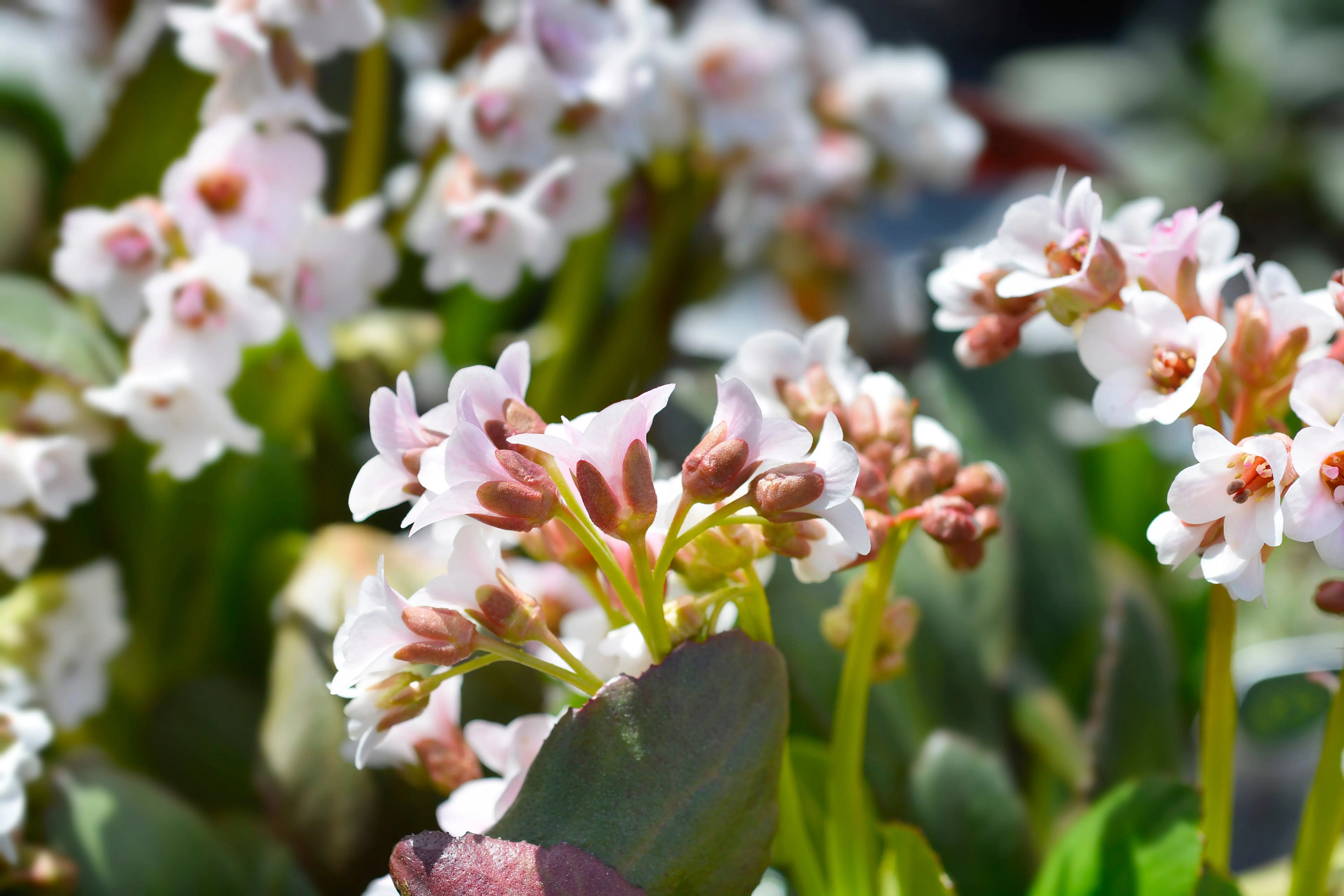Bergeniacordifolia 'Silberlicht' Staude mit silbergrünen Blättern, im Garten, von Stauden Gänge, natürliche Pflanzenansicht