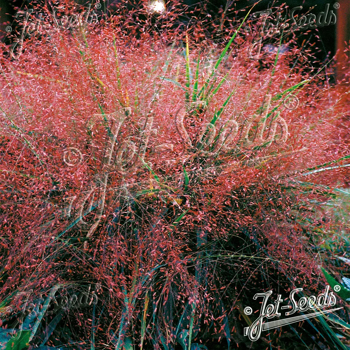 Ziergras Eragrostis spectabilis, Purpur Liebesgras, mit zarten, rosa-blauen Blütenständen, Stauden Gänge, im Garten.