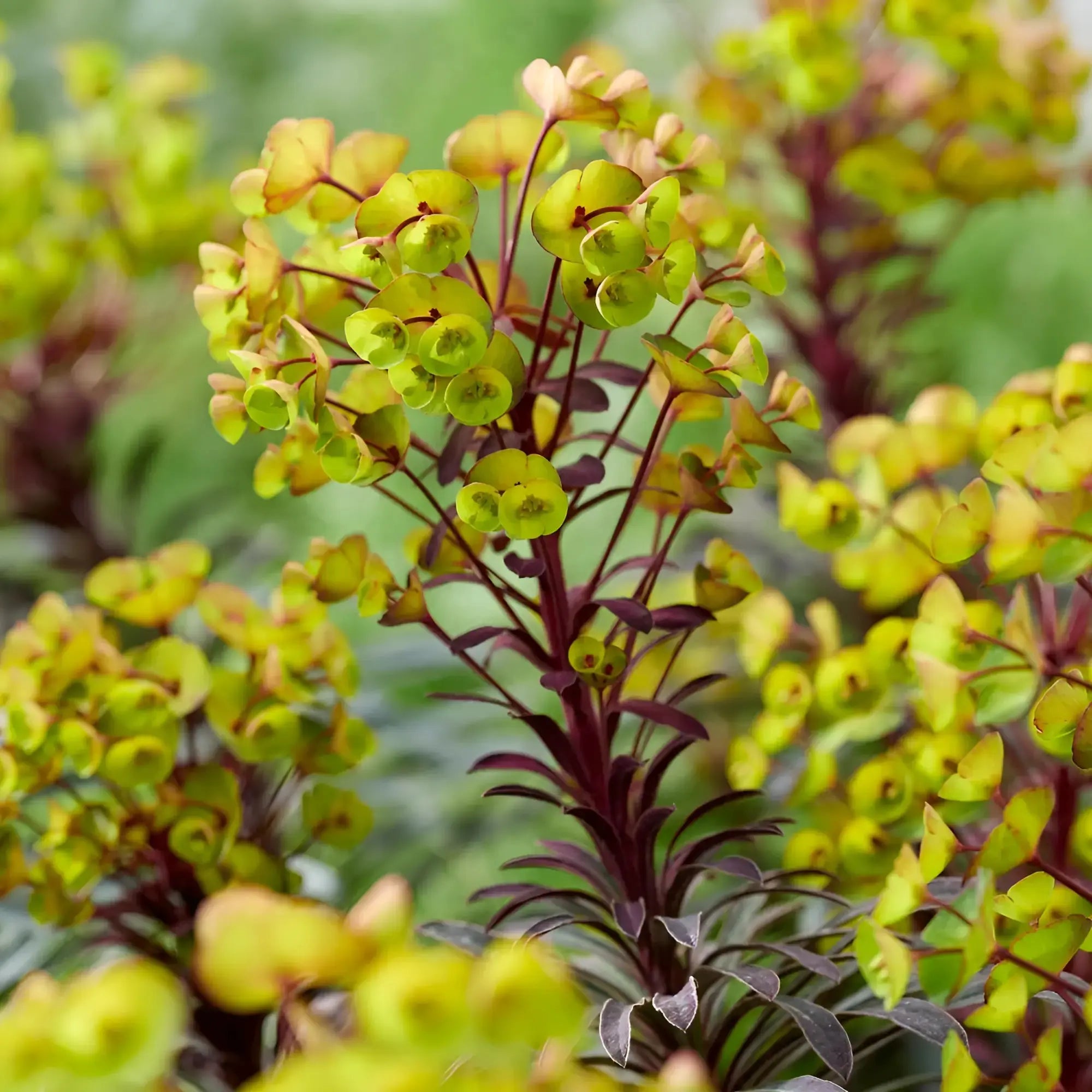 Rote Blätter der Staude Euphorbia amydaloides 'Miners Merlot' / Wolfsmilch, mit grünen Blättern und staudenartigem Wuchs