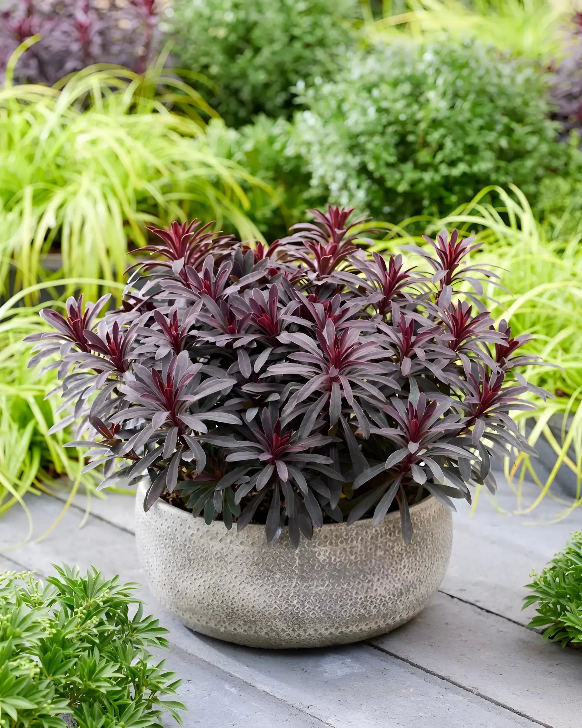 Rote Blätter der Staude Euphorbia amygdaloides 'Miners Merlot', Wolfsmilch, mit grünen Blättern und Stauden im Garten.