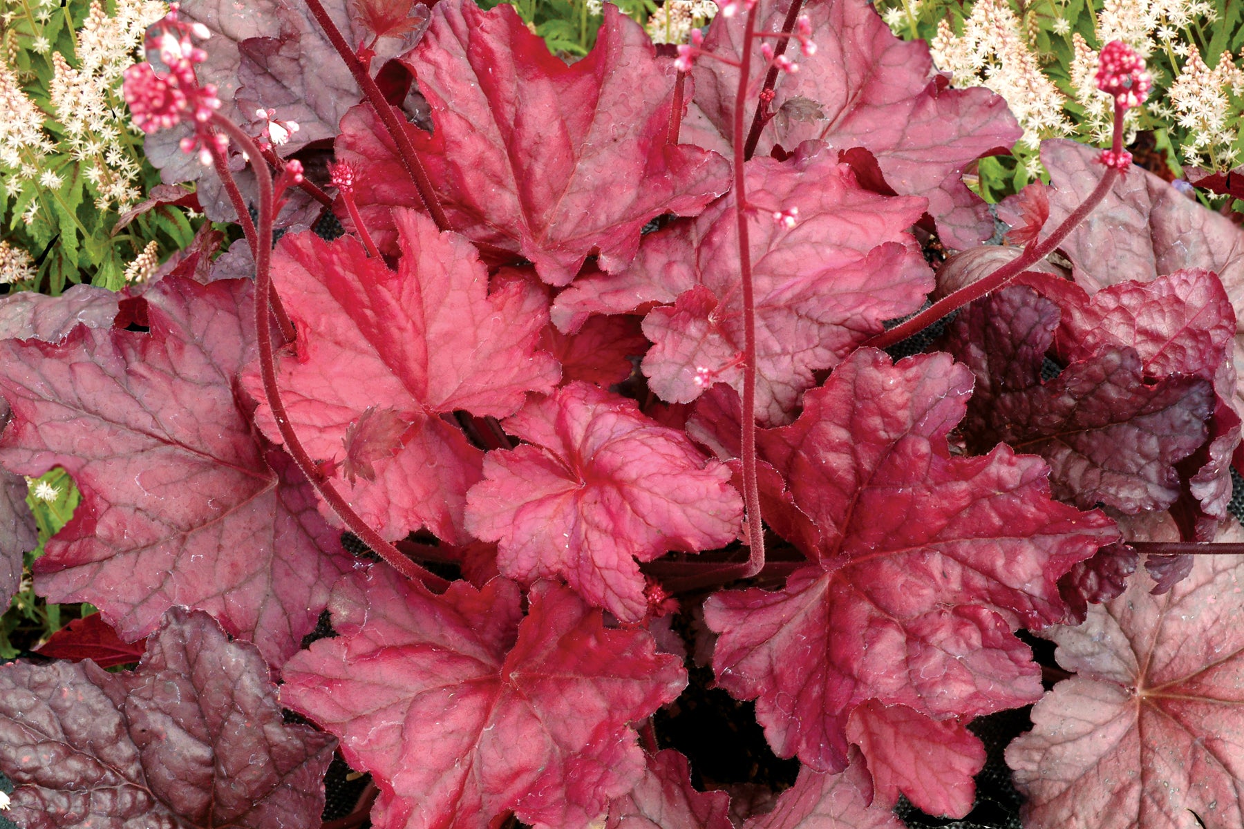 Heuchera 'Fire Chief' mit weinrotem Laub und rosa-weißen Blütenglöckchen auf dunkelroten Stielen