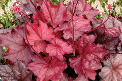 Heuchera 'Fire Chief' mit weinrotem Laub und rosa-weißen Blütenglöckchen auf dunkelroten Stielen