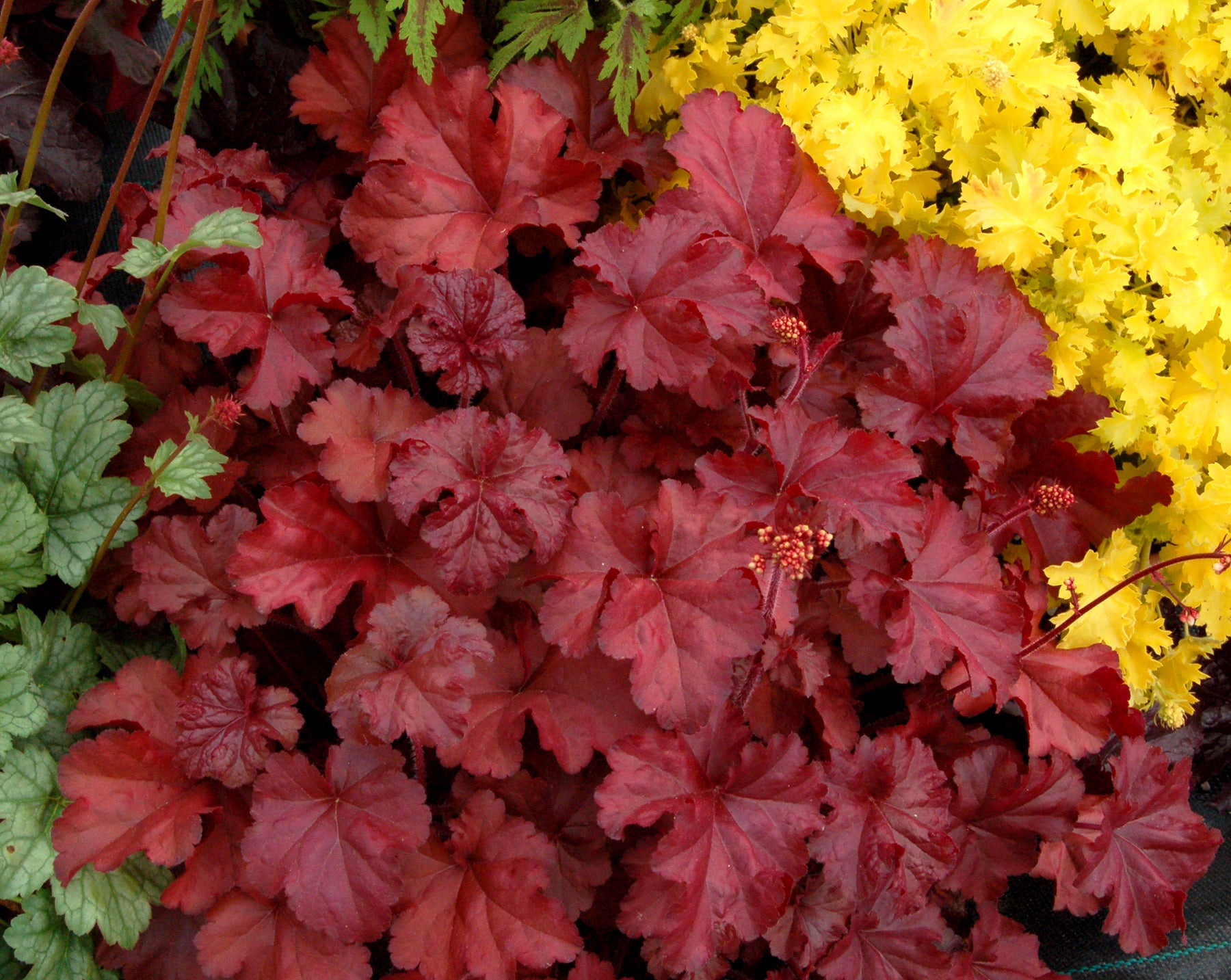 Heuchera 'Fire Chief' neben gelb blühenden Begleitstauden im Beet