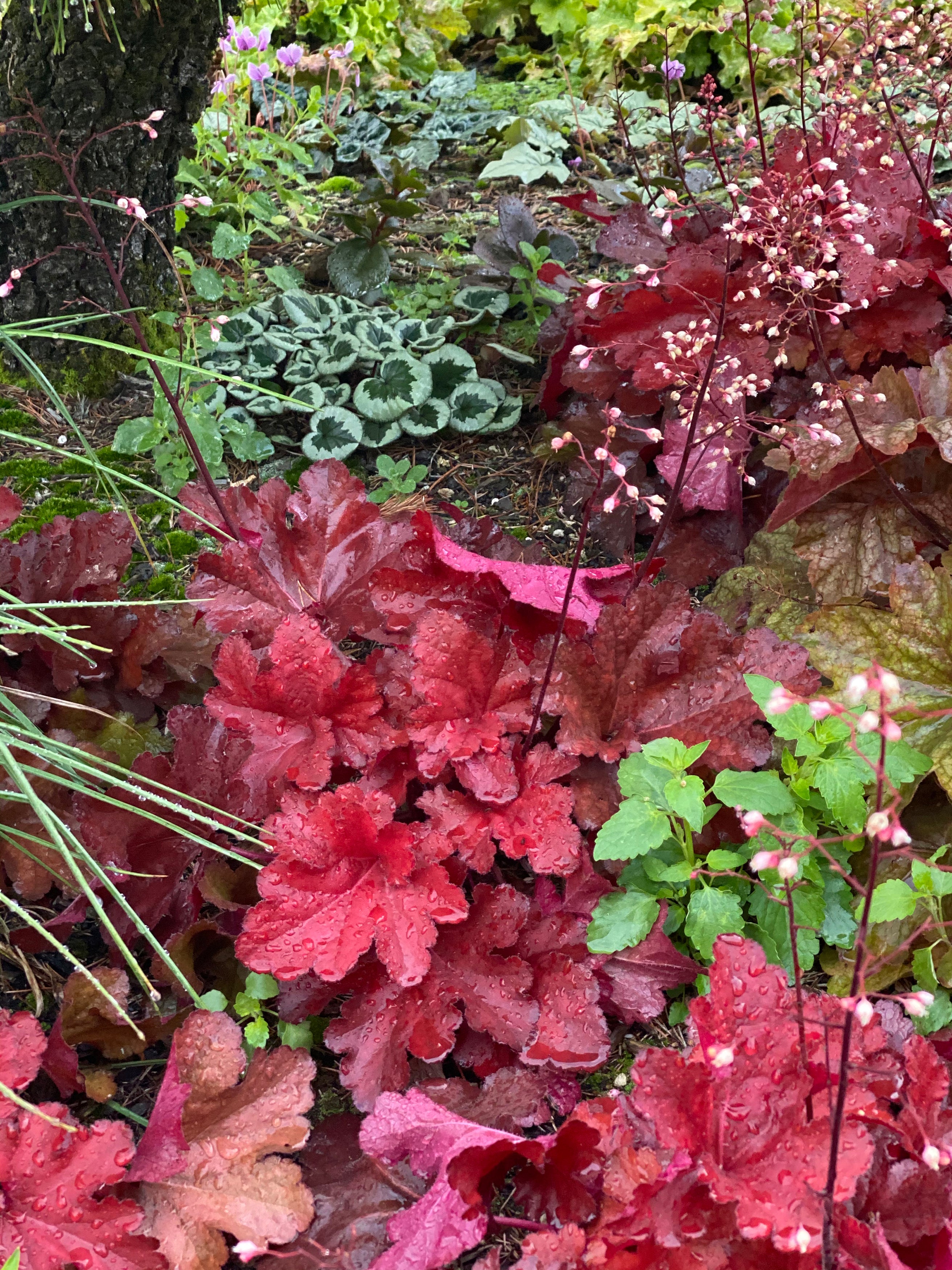 Heuchera 'Fire Chief' im Schattenbeet zwischen Farnen und Begleitstauden