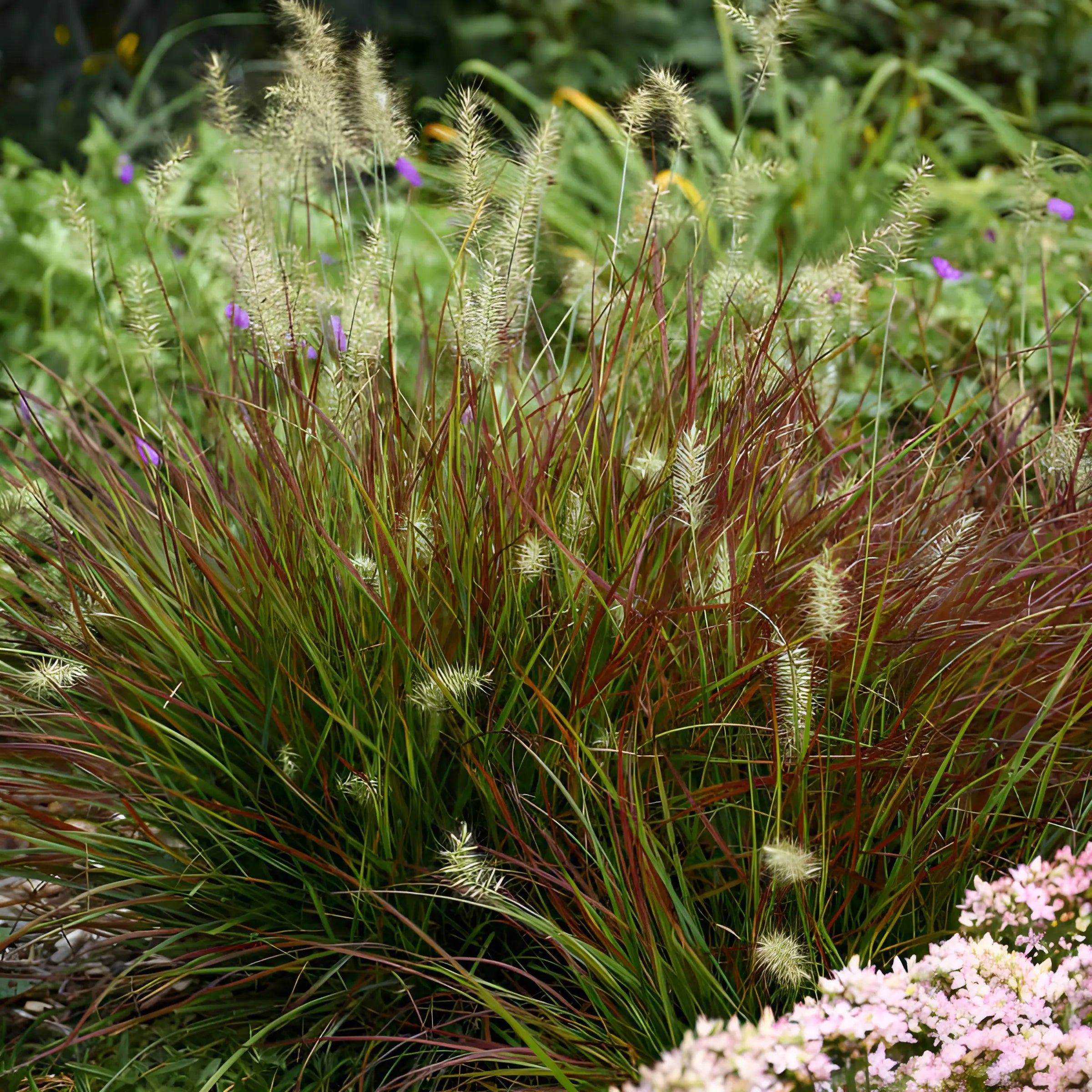 Rotes Zwerg Lampenputzergras Pennisetum alopecuroides 'Burgundy Bunny' von Stauden Gänge, mit dunkelroten, buschigen Halmen.