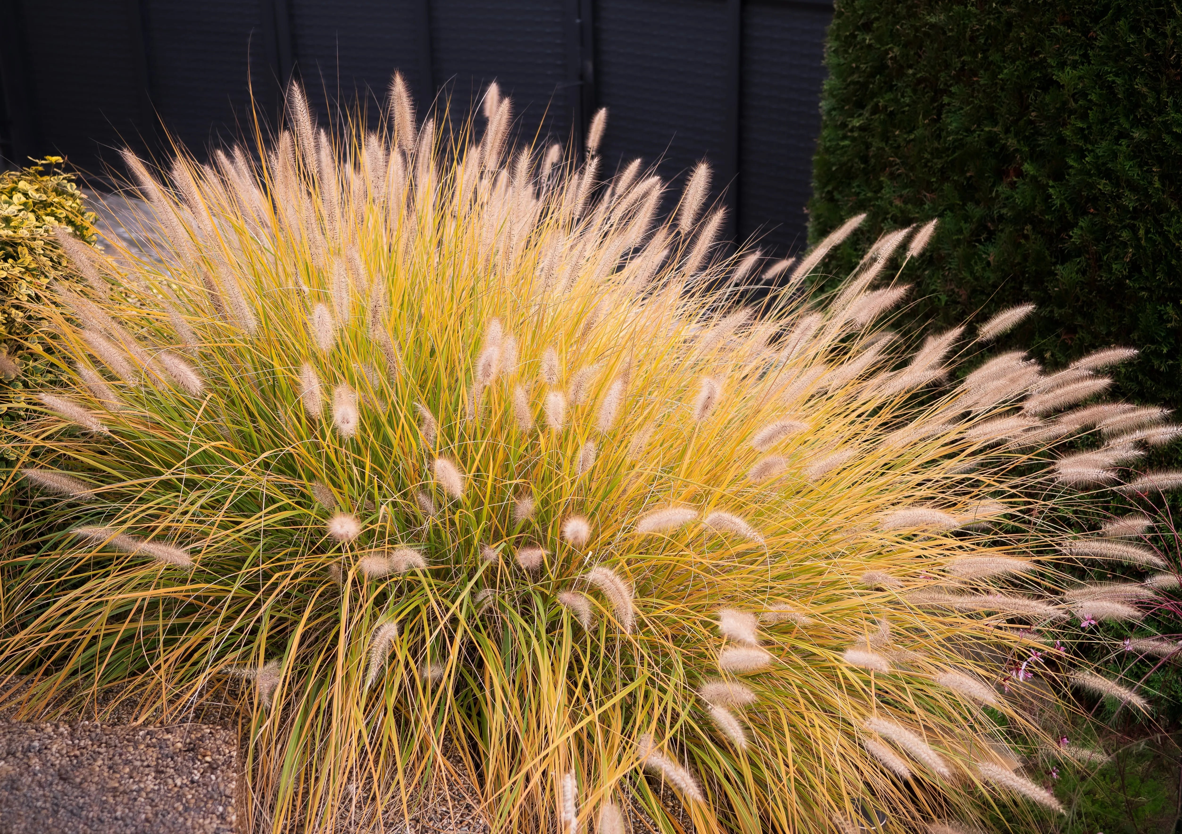 Ziergras Pennisetum alopecuroides ‚Gelbstiel‘, Lampenputzergras, Stauden Gänge, mit gelben Blütenähren im Garten.
