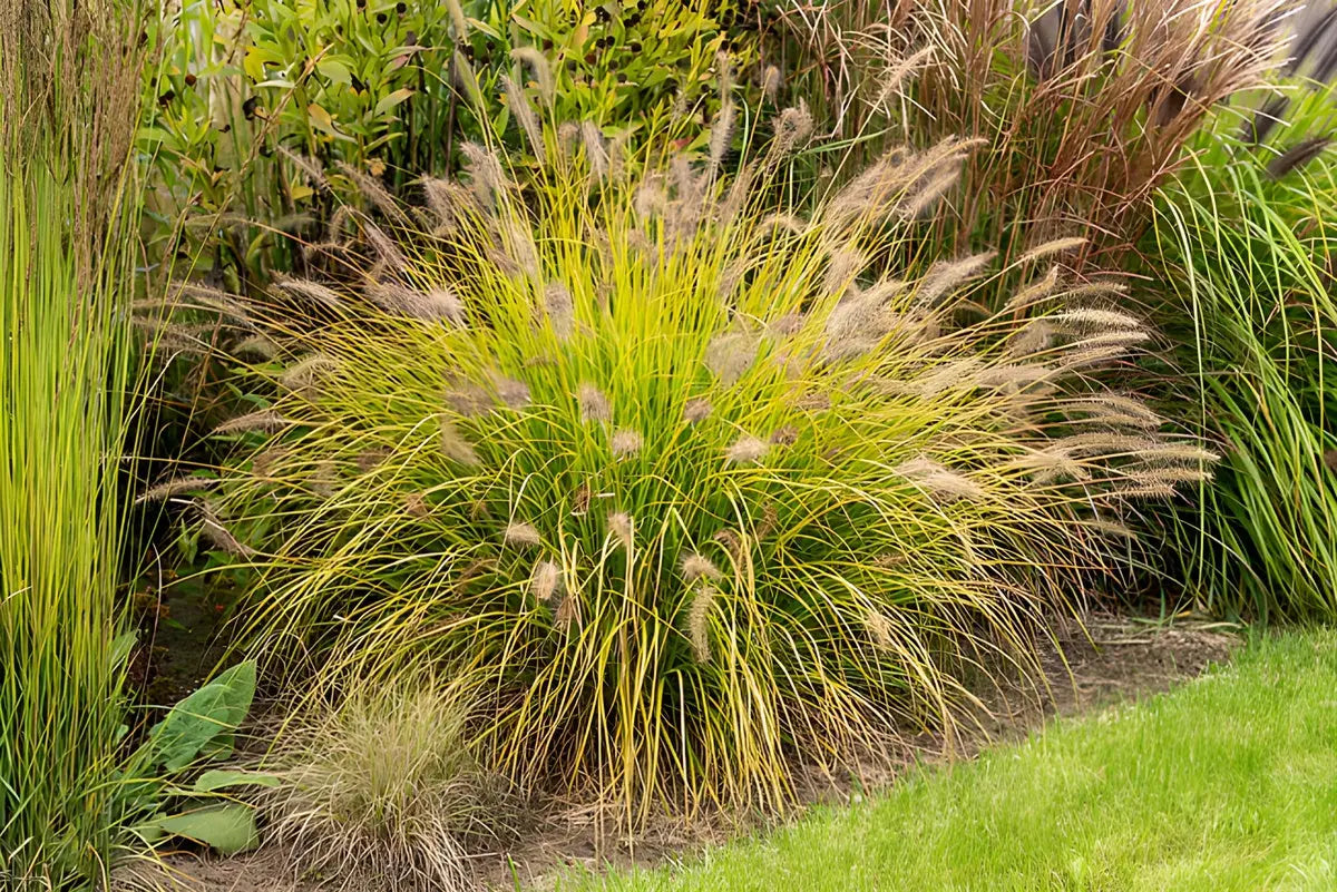 Gelbes Lampenputzergras Pennisetum alopecuroides 'Hameln Gold' von Stauden Gänge, Ziergras mit goldgelben Blättern.
