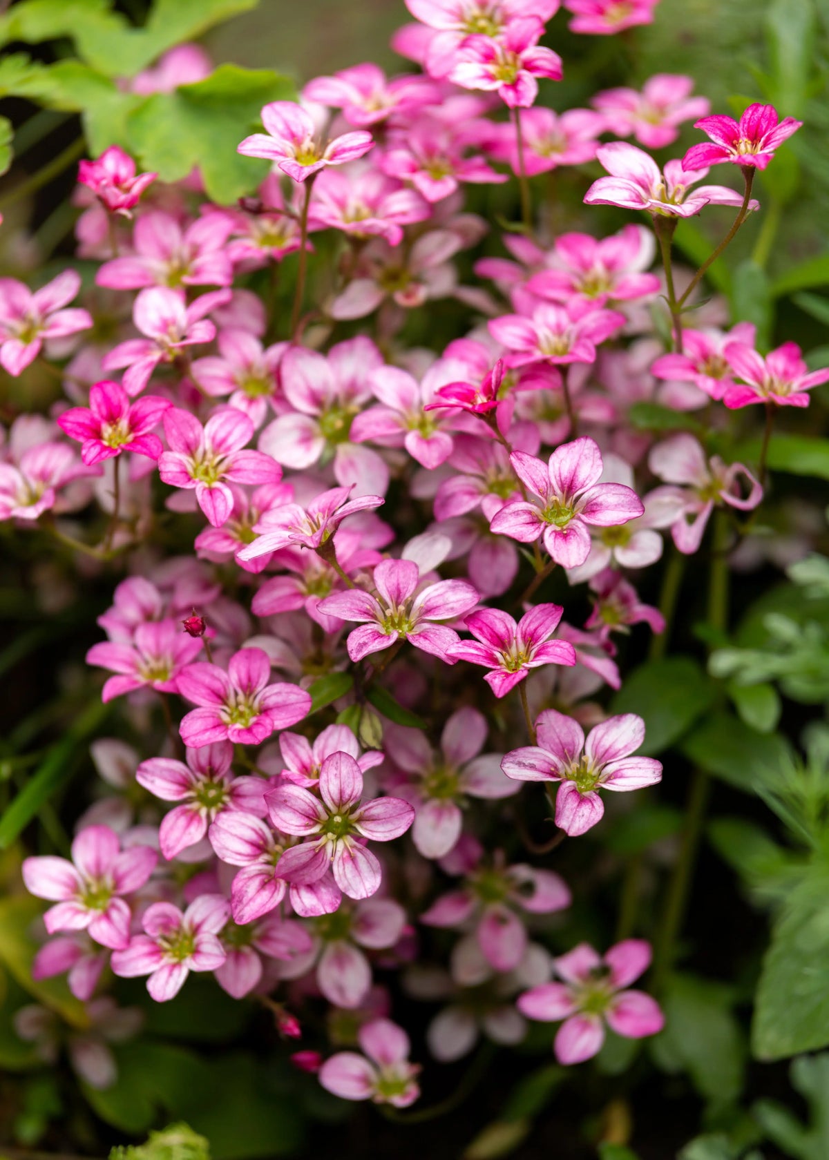 Rosa Moos-Steinbrech Saxifraga x arendsii 'Ice Colours Appleblossom' Staude mit rosa Blüten, im Garten.