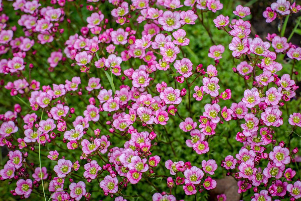 Rosa Moos-Steinbrech Saxifraga x arendsii 'Ice Colours Appleblossom' Staude mit rosa Blüten und grünen Blättern