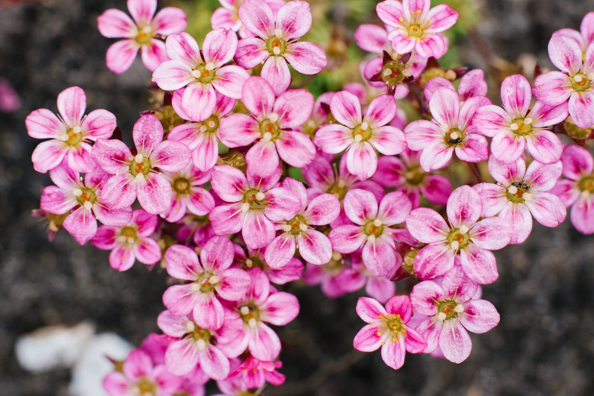 Rosa Moos-Steinbrech Saxifraga x arendsii 'Ice Colours Appleblossom' Staude mit rosa Blüten und grünen Blättern, im Garten.