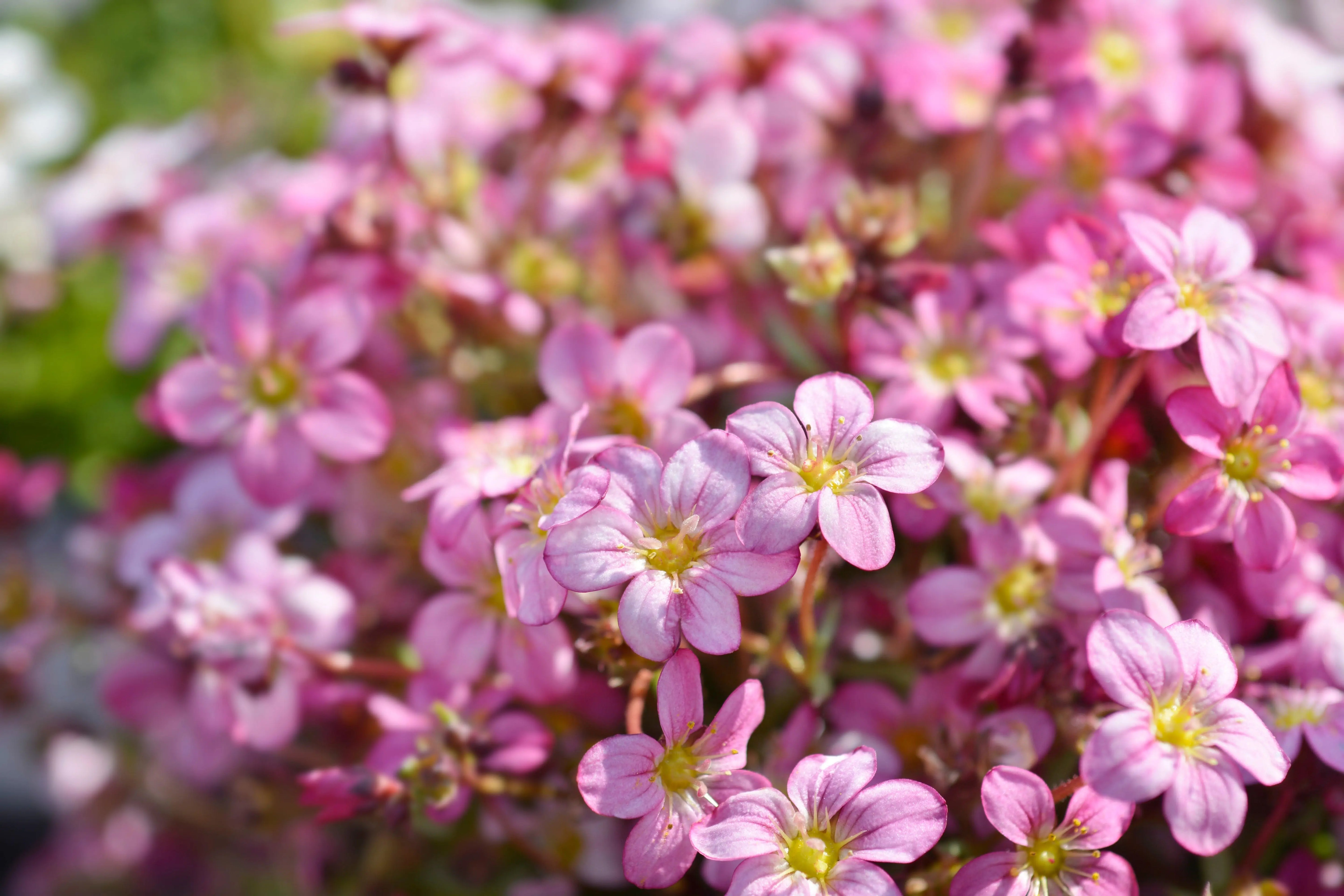 Rosa Moos-Steinbrech Saxifraga x arendsii 'Ice Colours Appleblossom' Staude mit rosa Blüten und grünen Blättern, im Garten.