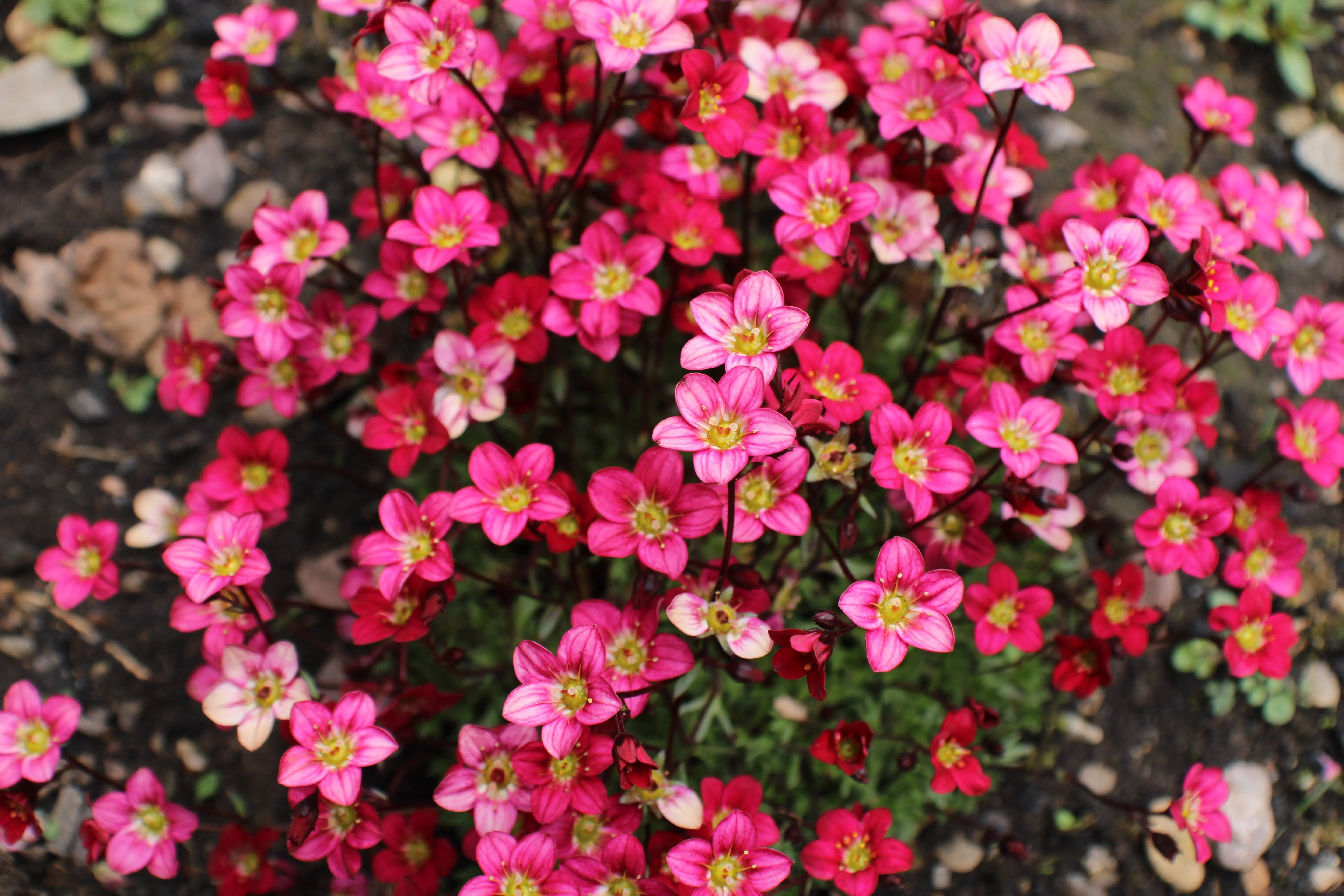 Rote Saxifrage 'Ice Colours Red' Staude von Stauden Gänge, mit grünen Blättern und roten Blüten, Nahaufnahme.