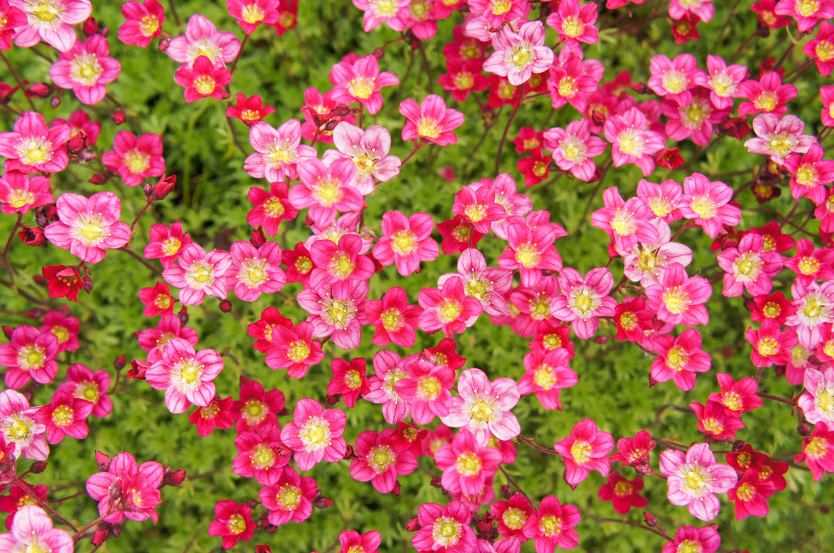 Roter Moos-Steinbrech Saxifraga x arendsii 'Ice Colours Red' als Staude, mit roten Blättern und zarten Blüten, Stauden Gänge