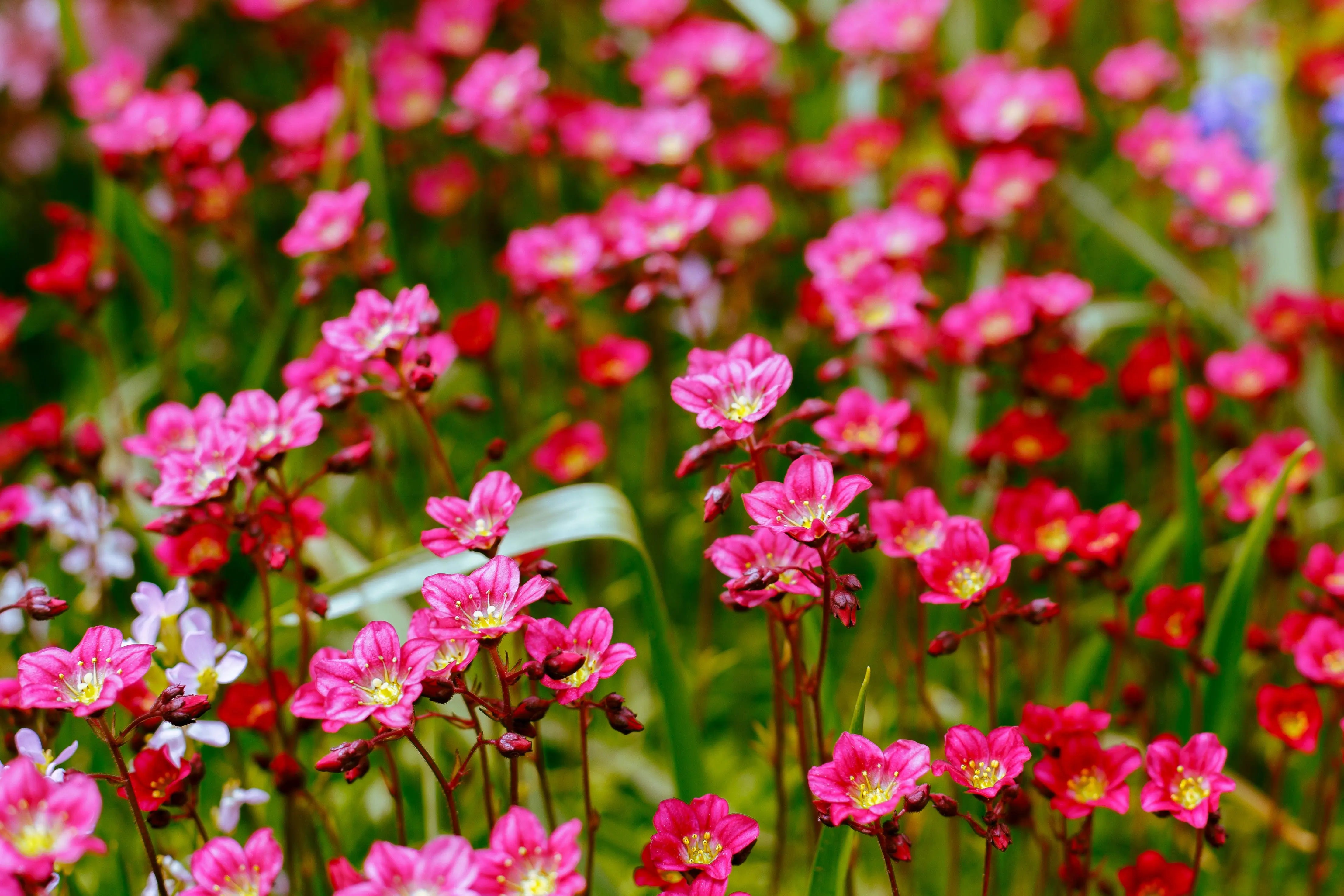 Roter Moos-Steinbrech Saxifraga x arendsii 'Ice Colours Red' Staude mit roten Blättern und zarten Blüten, von Stauden Gänge.