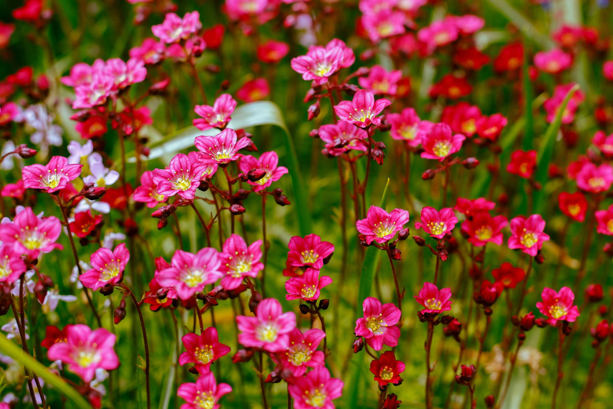 Rote Saxifrage 'Ice Colours Red' Staude von Stauden Gänge, mit grünen und roten Blättern, in natürlichem Gartenumfeld.