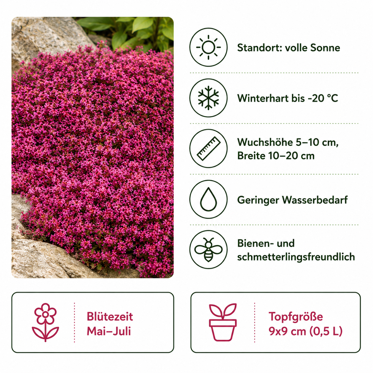Thymus praecox 'Red Carpet' / Roter Polsterthymian