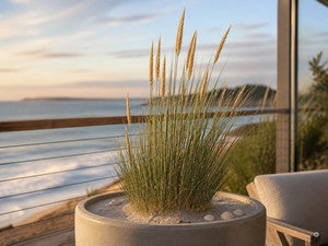 Strandhafer in einem großen Kübel mit Sandabdeckung auf einer Terrasse im Abendlicht