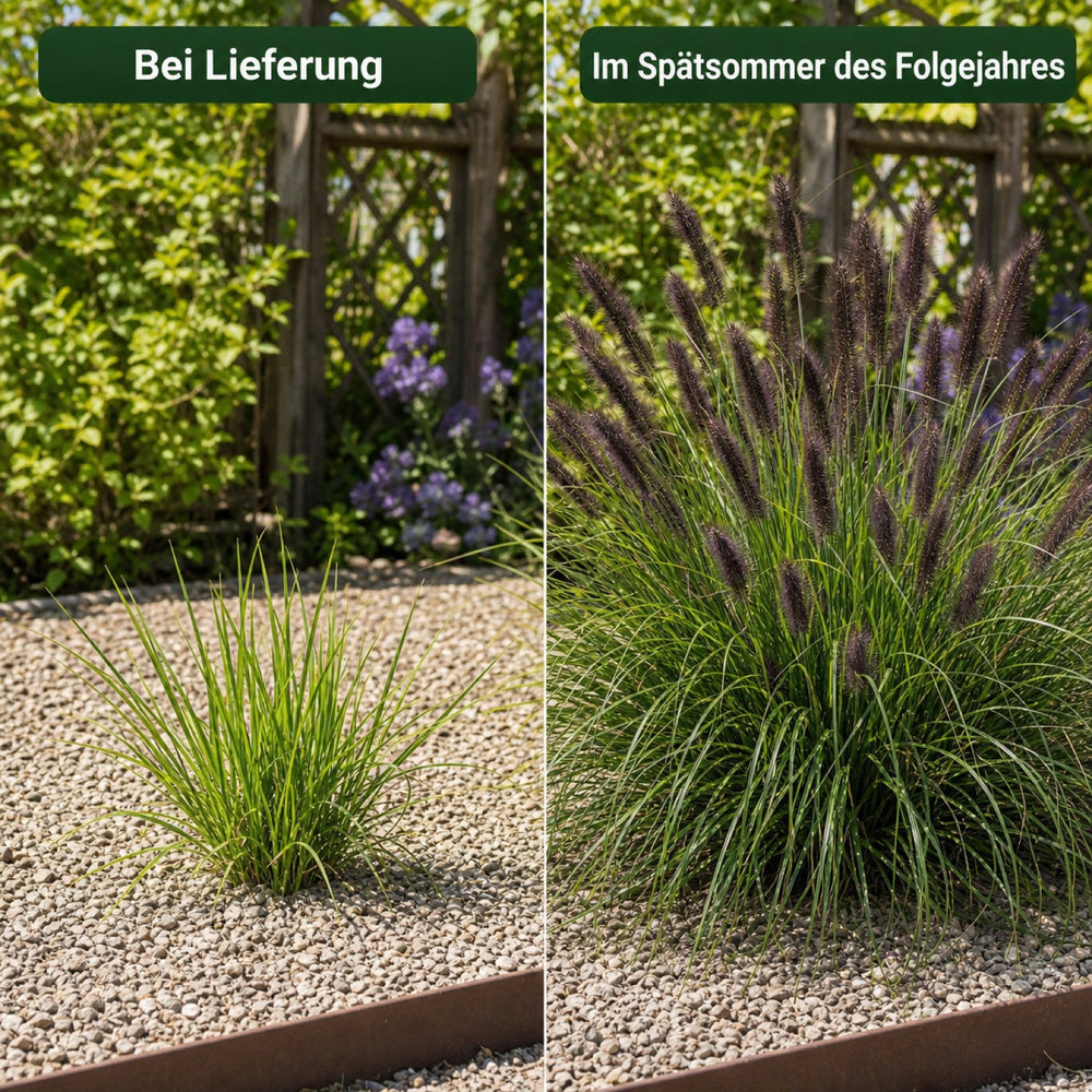 Lampenputzergras 'Black Beauty' bei Lieferung und im Spaetsommer des Folgejahres im Vergleich