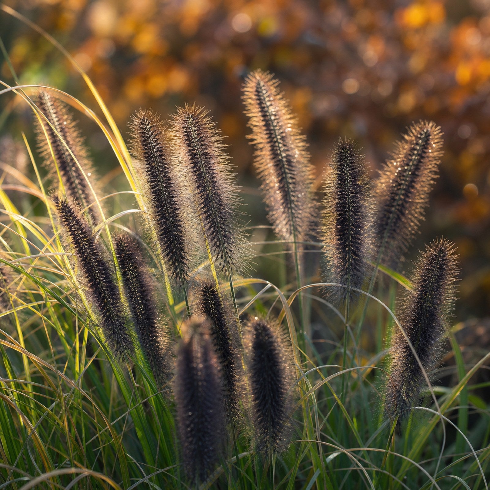 Dunkle Aehren von Pennisetum 'Black Beauty' im herbstlichen Gegenlicht