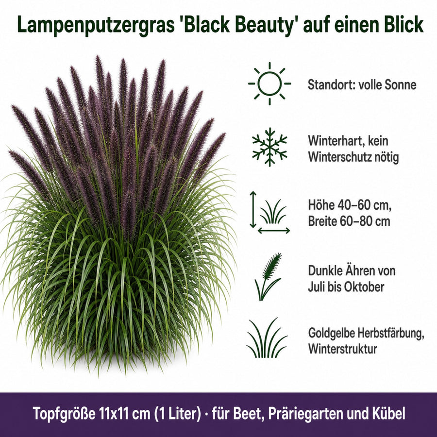 Steckbrief Lampenputzergras 'Black Beauty': volle Sonne, winterhart, Hoehe 40-60 cm, Breite 60-80 cm, dunkle Aehren von Juli bis Oktober, Topf 11x11 cm