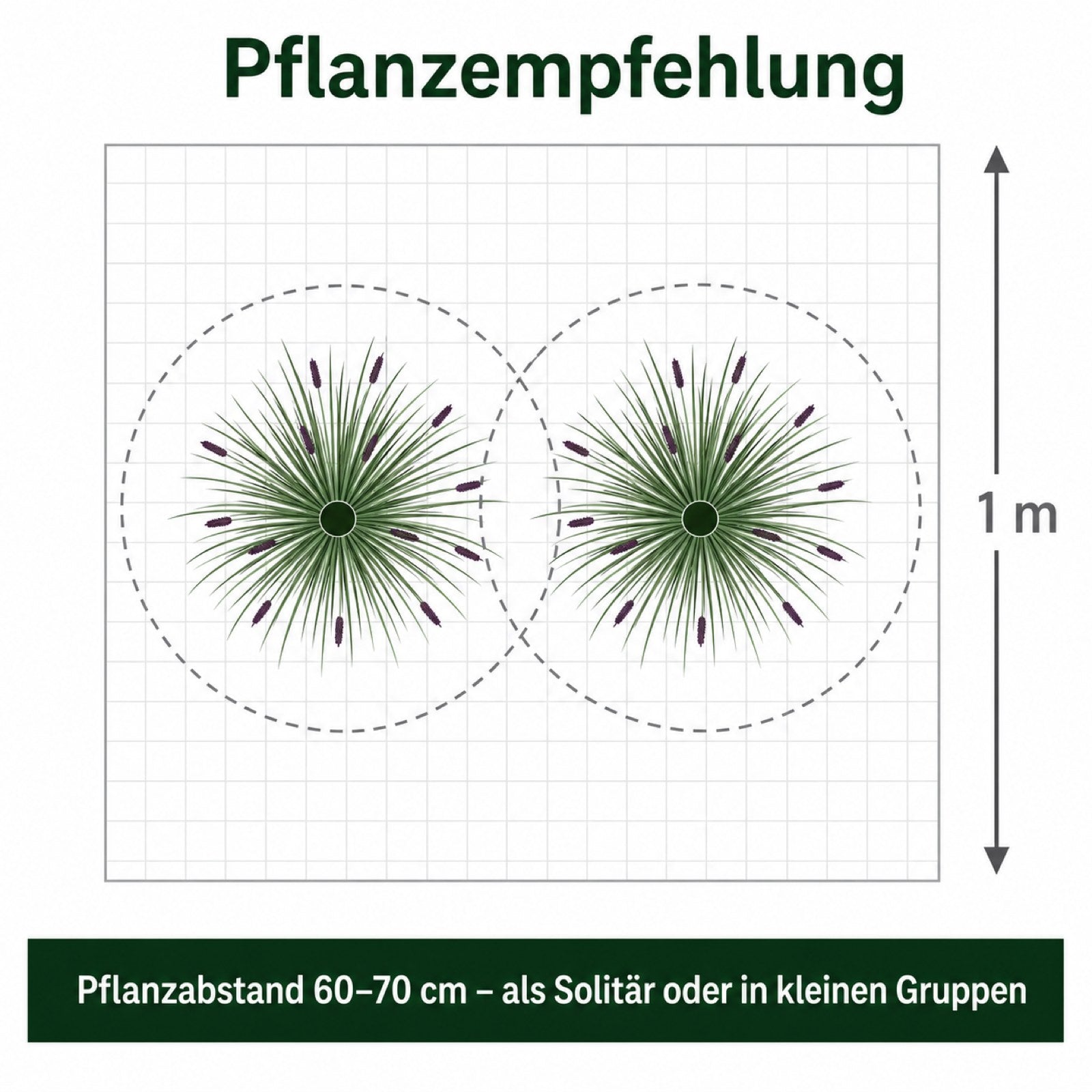 Pflanzempfehlung fuer 'Black Beauty': Pflanzabstand 60-70 cm, als Solitaer oder in kleinen Gruppen