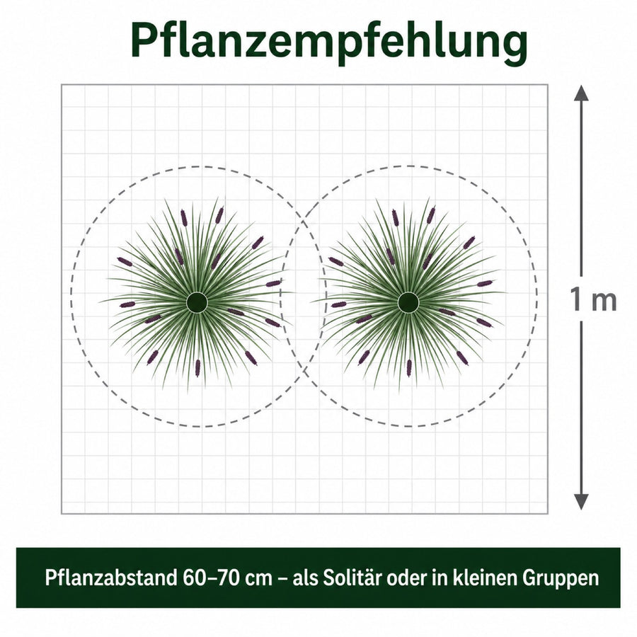 Pflanzempfehlung fuer 'Black Beauty': Pflanzabstand 60-70 cm, als Solitaer oder in kleinen Gruppen