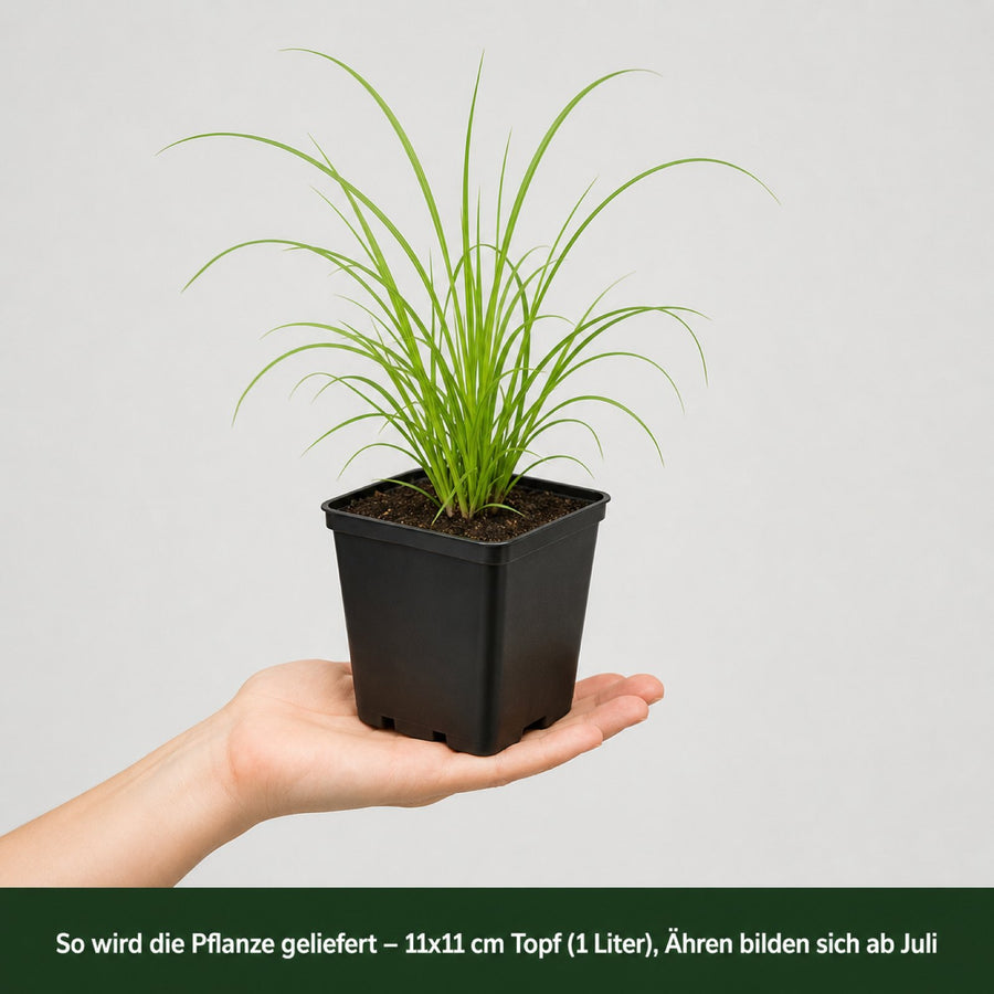 Lampenputzergras 'Black Beauty' im Lieferzustand: junge Pflanze im 11x11 cm Topf (1 Liter) auf einer Handflaeche