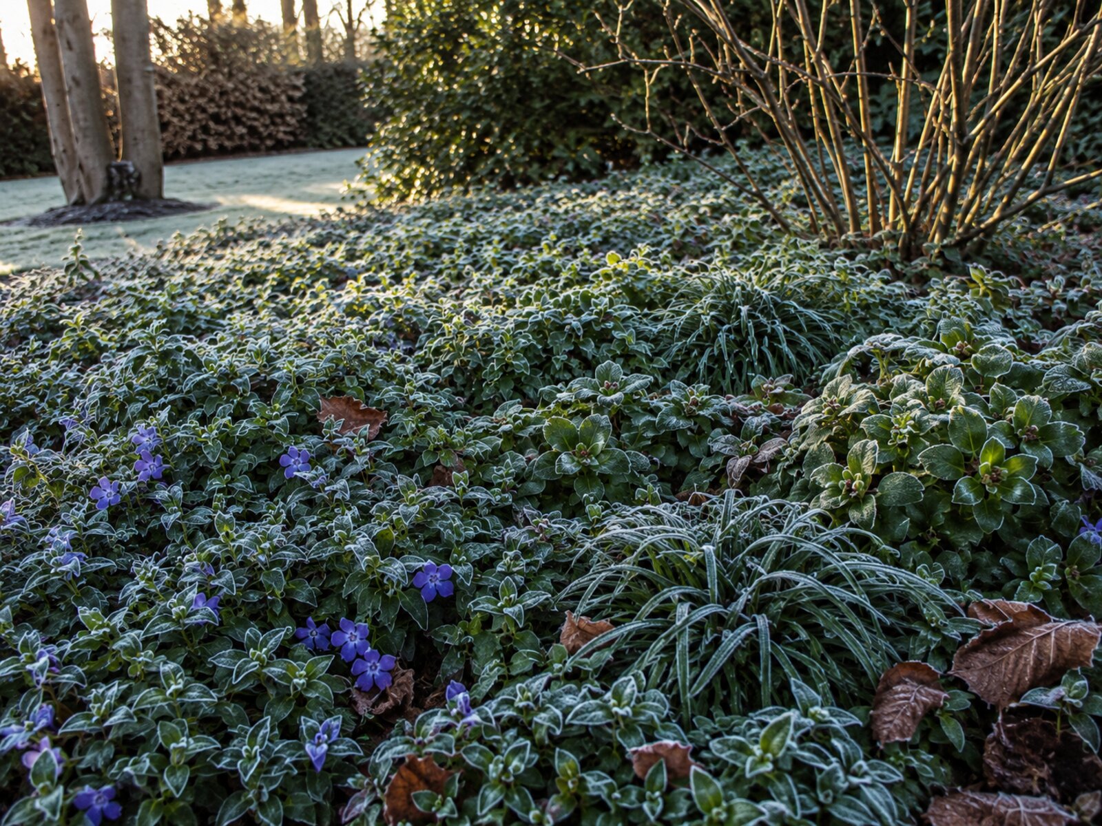 Immergrüner Bodendeckerteppich im Winter mit Raureif auf den Blättern
