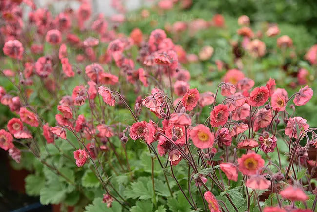 Geum chiloense 'Pretticoats Pink' Staude mit rosa Blüten, pinke Chilenische Nelkenwurz, Stauden Gänge, Nahaufnahme