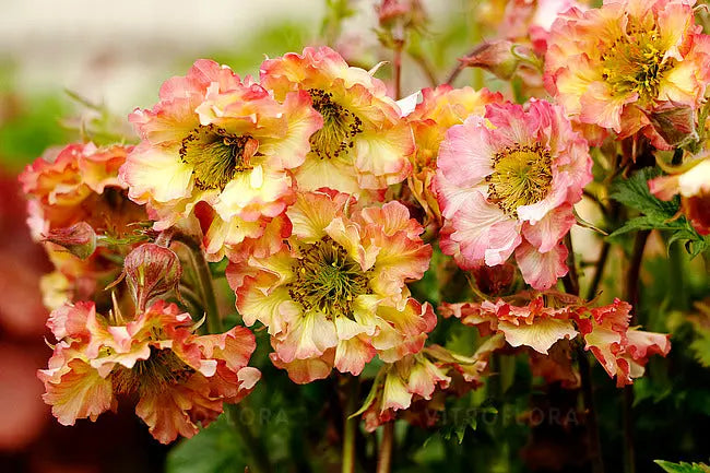 Chilenische Nelkenwurz Geum chiloense 'Pretticoats Peach' als pfirsichrosane Staude, Blüten und grüne Blätter sichtbar