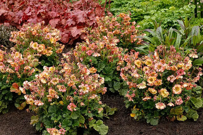 Chilenische Nelkenwurz Geum chiloense 'Pretticoats Peach' Staude mit pfirsichrosafarbenen Blüten, Stauden Gänge