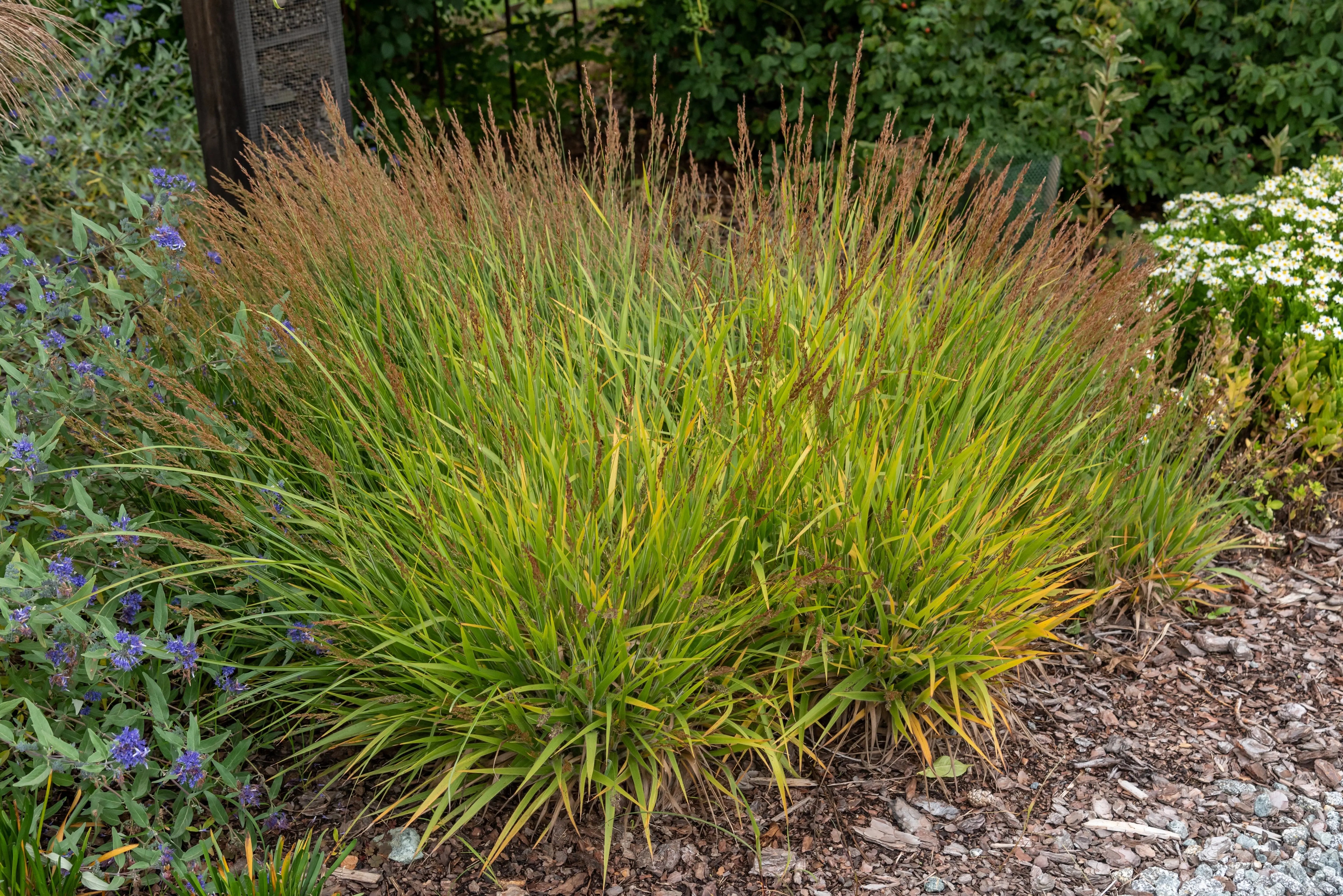 Niedriges Reitgras Calamagrostis splendens ‚Cheju-Do‘, Ziergras mit weichen, silbrigen Blättern, von Stauden Gänge.