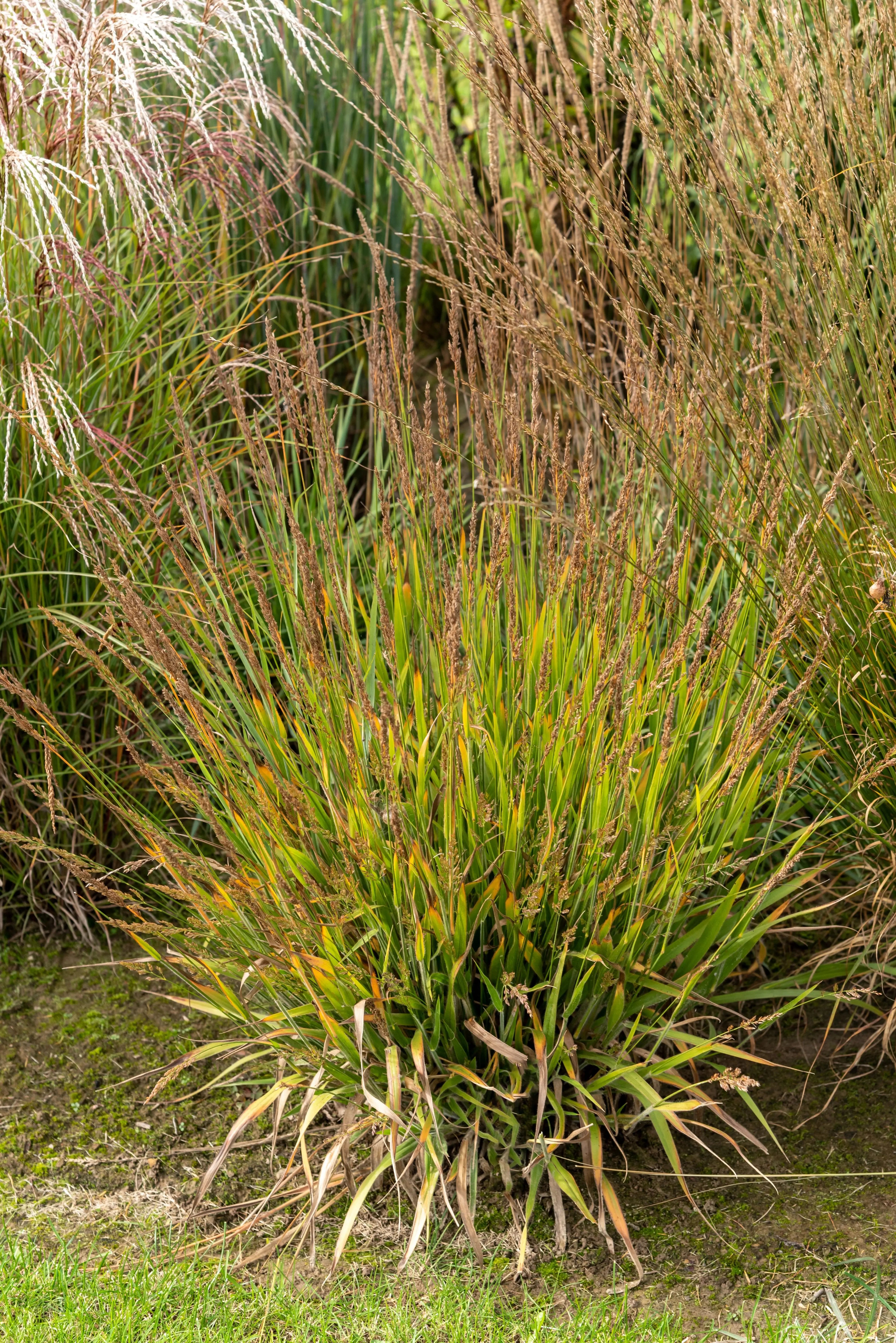 Ziergras Calamagrostis splendens ‚Cheju-Do‘ von Stauden Gänge, niedriges Reitgras mit rotbraunen Halmen und feinen Blättern