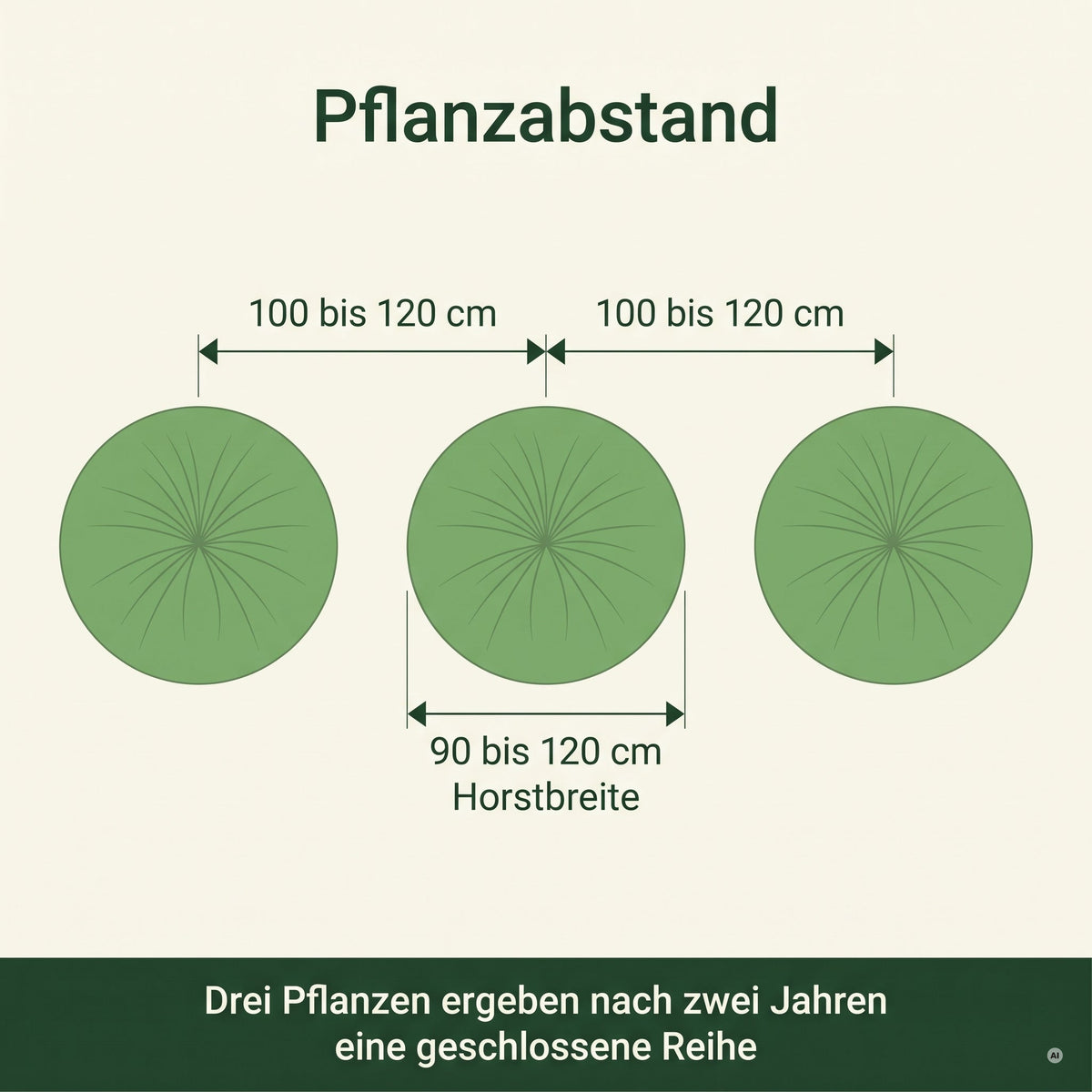 Pflanzplan Cortaderia selloana 'Pumila': Pflanzabstand 100 bis 120 cm, Horstbreite 90 bis 120 cm