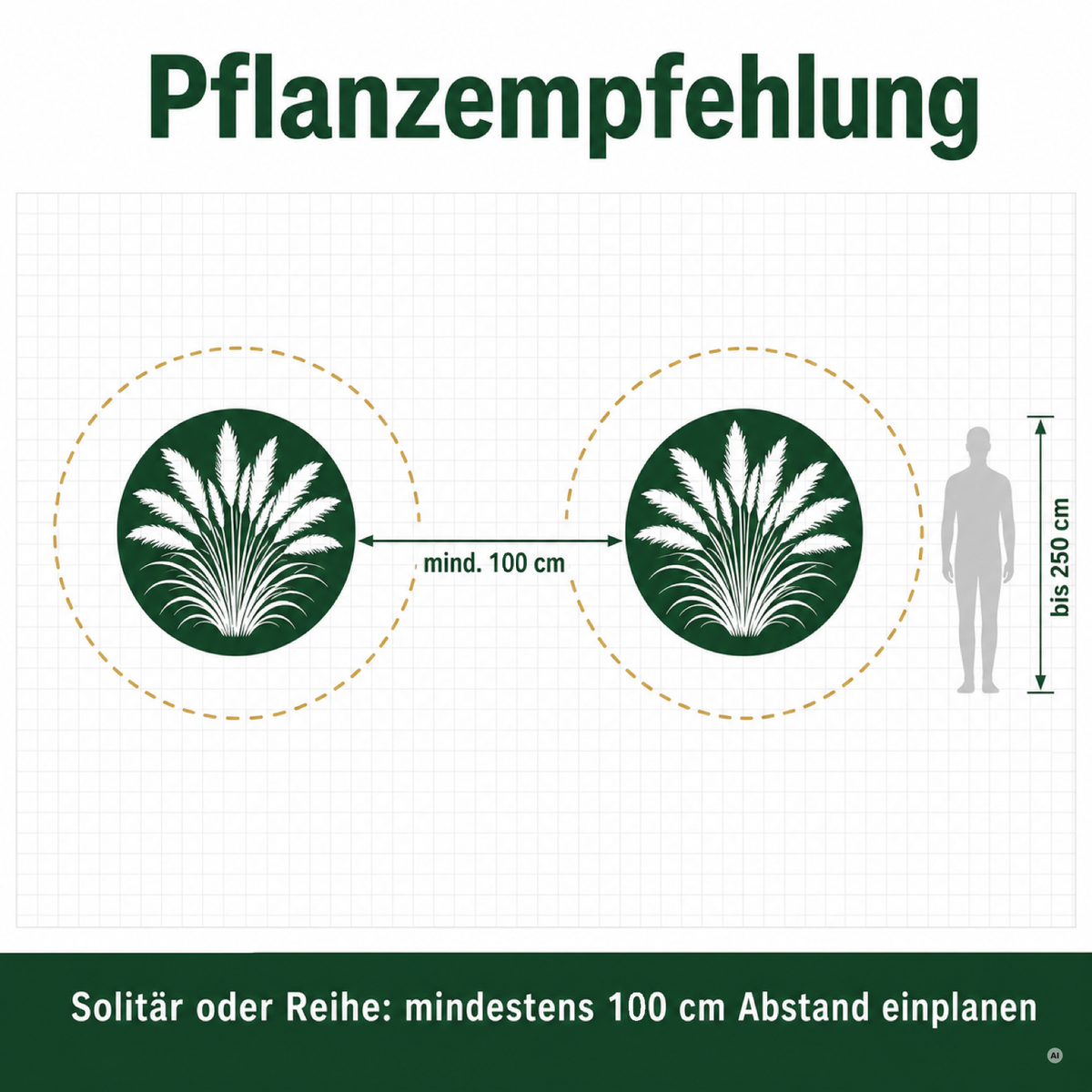Pflanzempfehlung für Cortaderia selloana 'White': mindestens 100 cm Abstand, Wuchshöhe bis 250 cm.