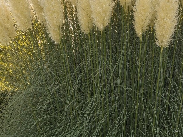 Nahaufnahme der cremeweißen Federwedel von Cortaderia selloana 'White' über dunkelgrünem Laub.