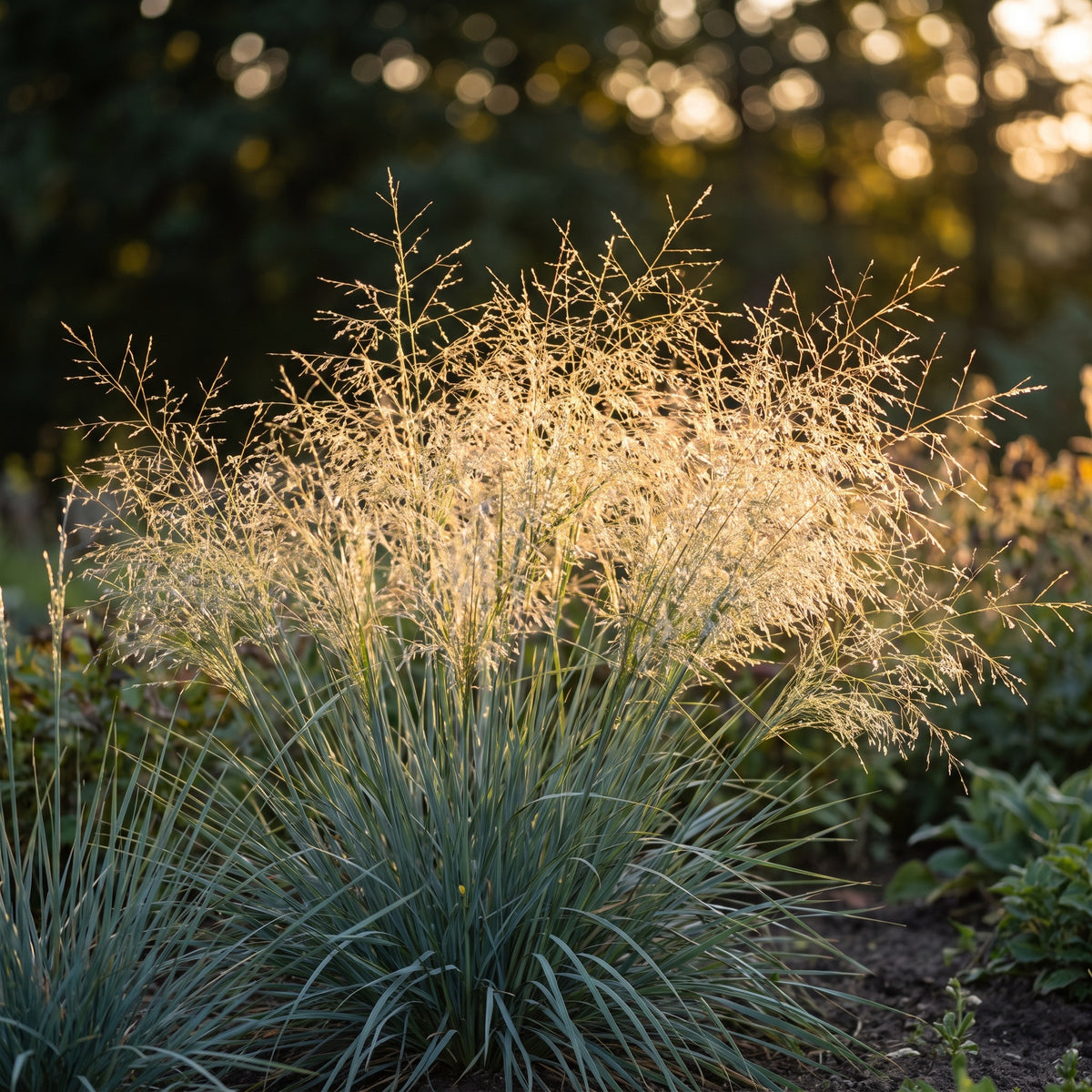 Blütenschleier des Blauen Liebesgrases 'Blue Eros' im Gegenlicht der Abendsonne