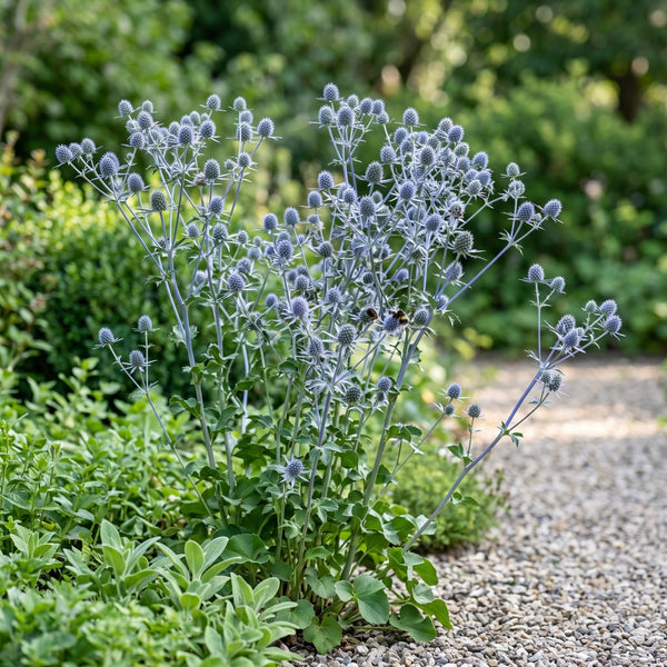 Eryngium planum im Kiesbeet, Kamera unterhalb der Blütenhöhe