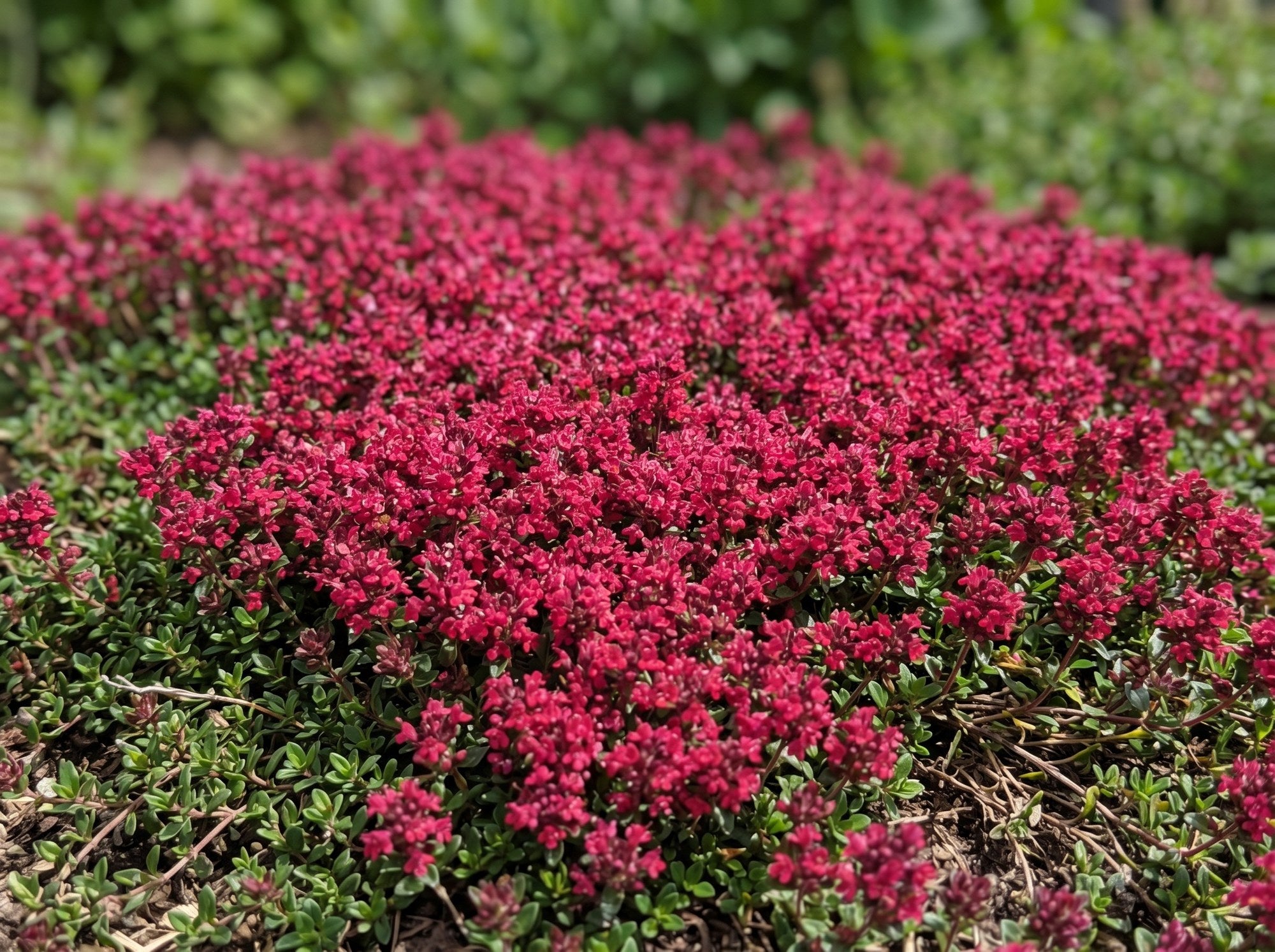 Blühender karminroter Teppich von Thymus praecox 'Red Carpet'