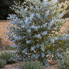 Eucalyptus gunnii als geschnittener Solitär im mediterranen Beet, silbrig-blaues Laub