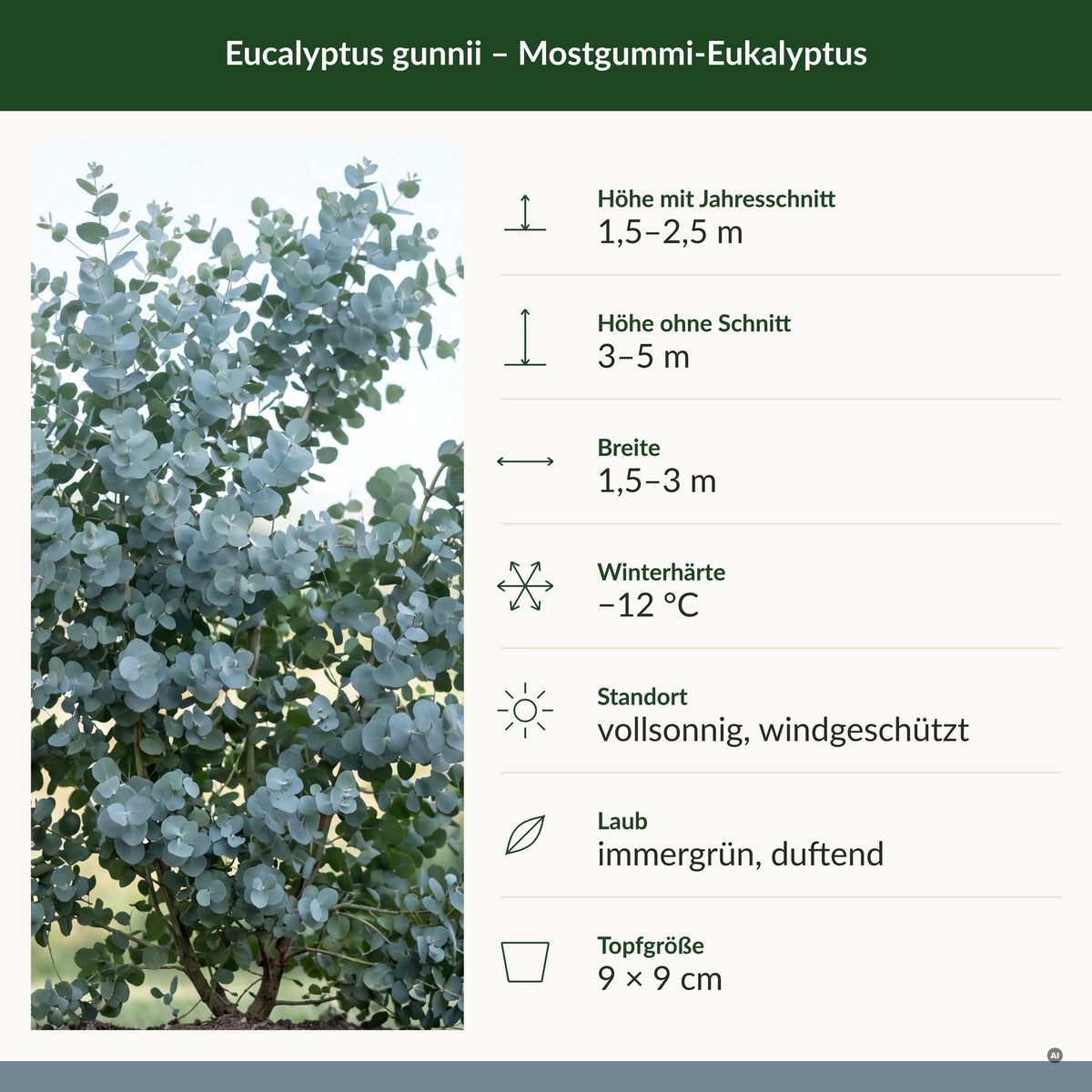 Steckbrief Eucalyptus gunnii: Höhe, Breite, Winterhärte, Standort, Laub, Topfgröße