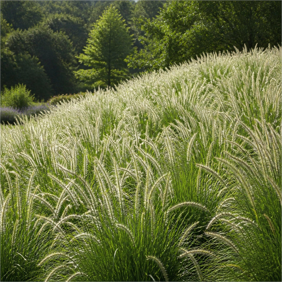 Große Fläche mit Pennisetum 'Fairy Tails' in voller Blüte