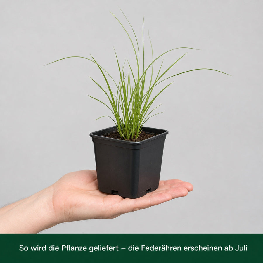 Jungpflanze Pennisetum 'Fairy Tails' im 11 × 11 cm-Topf auf einer Hand