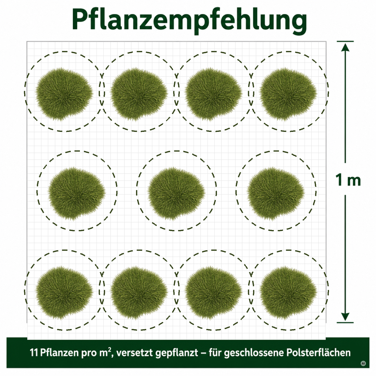 Pflanzempfehlung Bärenfellgras: 11 Pflanzen pro Quadratmeter, versetzt gepflanzt, für geschlossene Polsterflächen