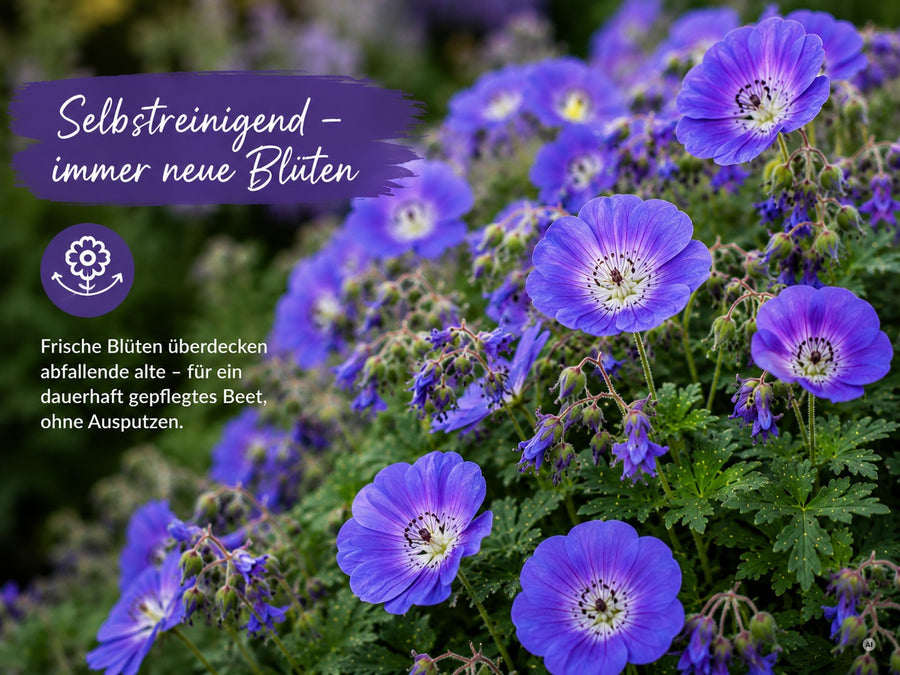 Selbstreinigende Blüten von Geranium 'Rozanne' – verblühtes fällt von allein ab