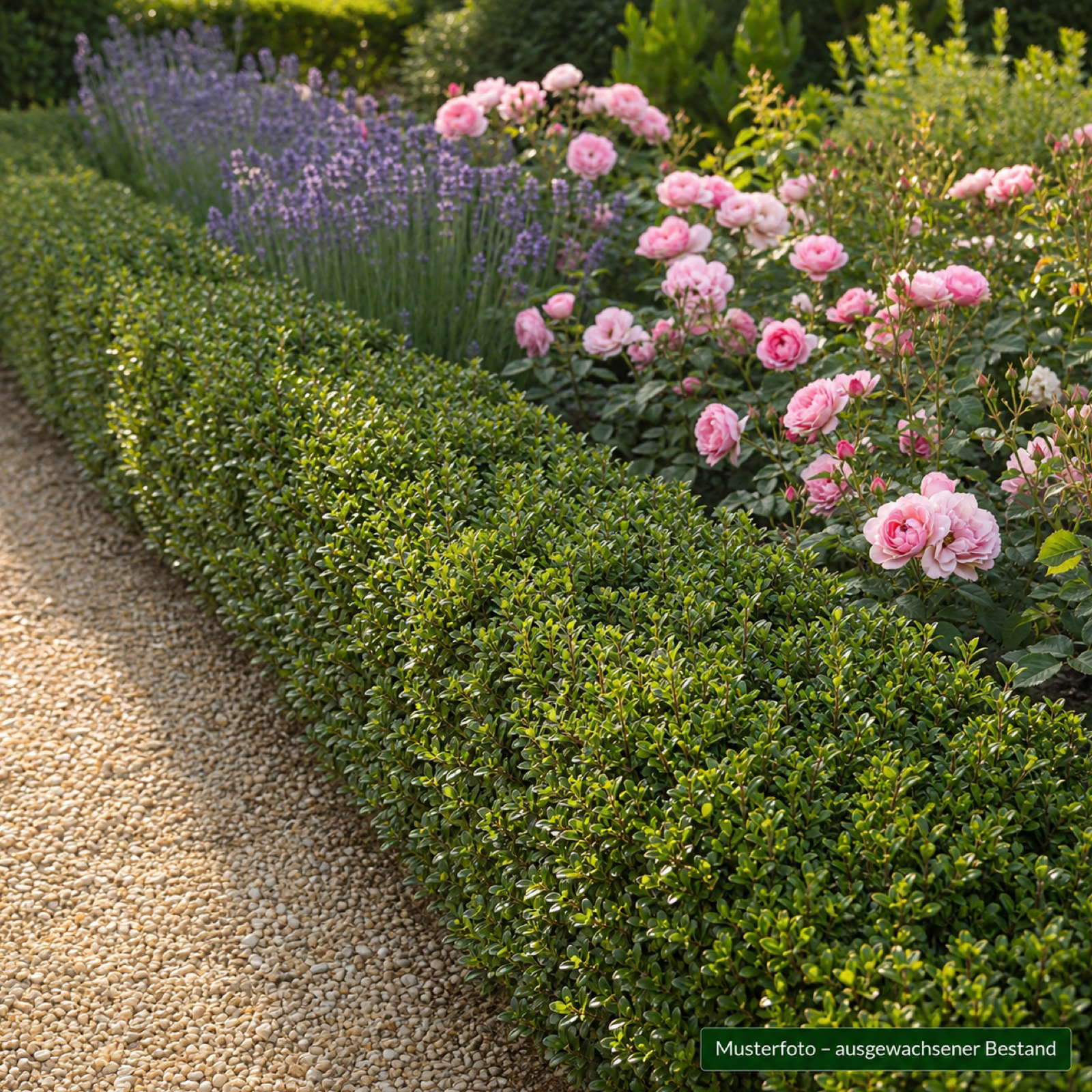 Berg-Ilex 'Stokes' als niedrige Beeteinfassung entlang eines Kieswegs mit Rosen und Lavendel