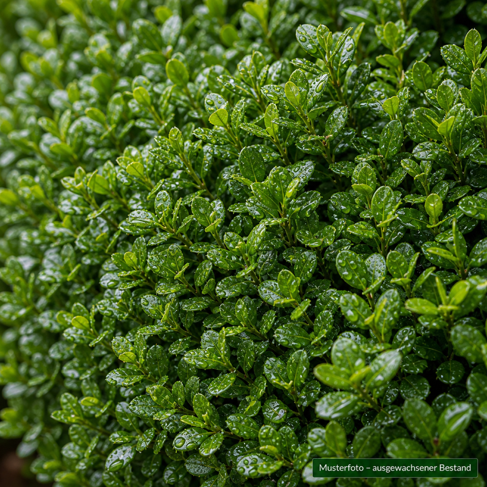 Dichtes, glänzend dunkelgrünes Laub von Ilex crenata 'Stokes' aus der Nähe