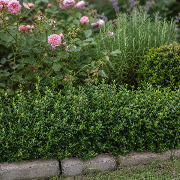 Niedrige Einfassungshecke aus Berg-Ilex 'Stokes' um ein Rosen- und Lavendelbeet